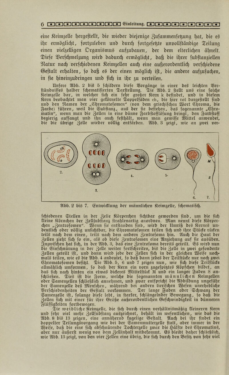 eine i^eimsette Ijergeftellt, bie luieber bieientge 3ujammenfe^ung ^at, bie e§ it^r evmöglicljt, fovtjiüeben unb burd) fortgefe^te unuoüftänbige Steilung einen uielseÜigen Dvgani§nm§ nuf§nbauen, ber bem e(terlid)en nl)nelt. ®ie[e 9Serfd)meIjung inirb baburd) evmöglid)t, ba§ bie if)rer fubftanjieUen 9iatur und) r»ei'fd)iebenen S^eimjellen and) eine au^evorbentlid) nerfc^iebene ©eftnlt erhalten, fo ba^ e§ ber einen möglid) ift, bie anbere aufjufiidjen, in fic t)ineinsubringen unb fid) in i^r ju uerteden. Unsere 2lbb. 2 big 5 fd)ilbern biefe Söorgänge in einer beg leichten 58er= ftänbnifieg falber fdjcinatifierten ©arfteüung. ®ie 3lbb. 2 ftellt ung eine folc^e ^eiinjelle bnv, in ineld)er fid) ein fei)r großer S?ern k befinbet, unb in biefent ^evn beobad)tet man vier geförnelte Sopnelfaben ch, bie {)ier rot bnrgeftellt finb unb ben Stnmen ber „&l)roinntofomen (oon bem gried}ifd)en SCSort (St)roma, bie ^■arbe) führen, loeit bie ©ubftnnj, aug ber fie beitet)en, bag fogenannte „dt)ro= matin, menn man bie 3®^^” ui eine bünne g'^i^t’ftofflöfung bringt, ben garbftoff begierig nuffaugt unb il)n and) feftl)ält, menn man gemiffe 9JtitteI nnroenbet, bie bie übrige 3®^^ mieber völlig entfärben. 3lbb. 3 geigt, mie an jmei v^t= 3(bb. 2 bis 7. CSnlmicflnng ber innnnlirifen Slciniäette, fdfemntifd). fd)iebenen ©teilen in ber 36^1^ ^örnerd)en fid)tbar gemorben finb, um bie fid) fleine !(?örnd)en ber 3ellfubftanä ftral)tennrtig anorbnen. SJJan nennt biefe Sörper- d)en „3entrofomen. Sßenn fic entftnnben finb, mirb ber Hmri^ beg S^erneg un= beutlid) ober oöllig unfid)tbar, bie &[)romatofomen teilen fid) unb il)re ©tiide rüden teilg nnd) bem einen, teils nad) bem anbern 3£ntrofoma l)in. 3lu(^ bie tpaut ber 3ellen 5iel)t fid) fo ein, atS ob biefe 3eutrofomen eine 2ln5iel)ung auf fie auSüben. 3njmifd)en l)at fid), in ber 3lbb. 3, baS eine 3entrofoma bereits geteilt. @g mirb nun bie @infd)nürung in ber 3^11^ meiter fortfe^reiten, big bie 3elle in jmei gefonberte 3enen geteilt ift, unb bann mirb febe ber 3elien fid) in ber gleid)en Söeife noc^» malg teilen, mie eS bie 3lbb. 4 anbeutet, fo ba^ bann jebeS ber Seilftüde nur nod) jmei 6l)romatofomen befitit. ®ie 3lbb. 5, 6 unb 7 jeigen nun, mie ficb biefe Steilftüde aUmäl)tid) umformen, fo baf? ber S?ern ein vorn äugefpi^teS Äöpfd)en bilbet, an bag fid) na(^ l)inten ein etmaS bidereg SUlittelftüd M unb ein langer fffaben S an: fd)[ie^en. 'Sieg ift bie 3'Oi^ni, meld)e bie fogenannten männlichen ^eimsellen ober ©amenjellen fd)lief5lid) annel)men, unb jmar entfpricht bie Slbbitbung ungefäl)r ber ©amenjelle beg 9JJenfd)en, mäl)renb bei anbern tierifc^en SBefen uncrl)eblid)e 33erfd)iebenl)eiten ber (Seftalt oorfommen. Ser lange §nben ober ©d)manä ber ©amenjelle ift, folange biefe lebt, in ftarfer, fd)längelnber iöemegung, fo ba| bie 3elien fic^ mit einer für it)re (äröfie aufeerorbentIid)en ®efd)minbig{eit in bünneren ^tüffigteiten fortbemegen. Sie meiblid)e ^eirnjeHe, bie fiel) burd) einen uerl)ältnigmä^ig fleineren S?ern unb fel)r viel mel)r 3pnfnbftanj auSjeiebuet, bel)ält im mefentlid)en, mie baS bie 3lbb. 8 big 13 jeigen, eine annäl)ernb uigelige ©eftalt. 3lud) bei il)r finbet ein boppelter SeilungSoorgang mie bei ber ©amenmutteräclle ftntt, aber immer in ber SBeife, bafj bie eine fid) dbfd)nürenbe Sod)terjetIe jmar bie §ä[fte bcS (5.l)romating, aber mir äufjerft menig oon bem 3'-'lliul)nIt mitbelommt. @g bleibt bnt)er fd)lie^lid), mie 3lbb. 13 5eigt, oon ben oier3eHen eine übrig, bie fid) burd) ben 33cfil3 oon fel)r viel