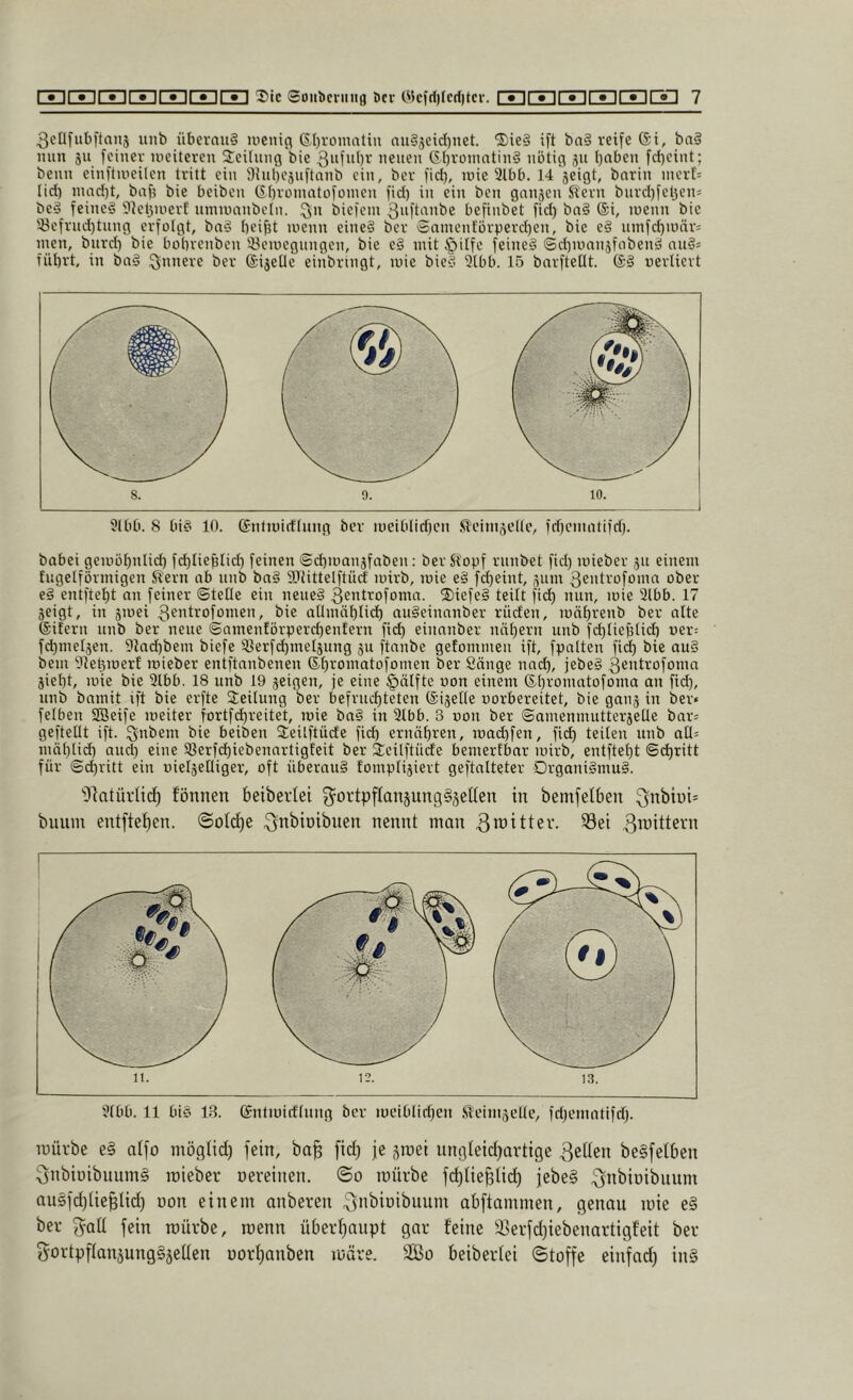 unb überaus meuic^ (5,I)vomatiu aii§äeid)net. “SieS ift baS reife Gi, baS mm äu feiner lueitereu Seihmg bie neneu GbromntiuS nötig 511 ()nben fd)eint; beim einftweilen tritt ein 9inl)Cänftanb ein, ber fid}, inie 3lbb. 14 jeigt, bnrin niert= lid) inad)t, baf? bie beiben Gf)rüinatofomen fid) in ein ben gansen Sern bnrd)fel3en= beS feines 9iet3uierl immianbcln. biefem 3iift^nibe befinbet fid) bnS ®i, iweim bie '-öefrnd)tnng erfolgt, bnS beijjt loenn eineS ber Sninentörperd)en, bie eS nmfd)ionr= inen, bitrd) bie bobrenben iöeioegimgen, bie cS mit §ilfc feineS @d)iunn5fabenS nnS= führt, in bnS l^nnere ber Gijeile einbringt, mie bieS 3lbb. 15 barftetlt. GS oerlicrt 9lbb. 8 bis 10. Gntunrttnng ber nieiblid)cn .^einiäelle, fd)cnmtifd). babei gemöbnlid) fd)Iieblid) feinen ©d)ir)an3faben: ber Slopf rnnbet fid) mieber ju einem fngelförmigen Slern ab nnb baS iOJittelftürf mirb, mie eS fd)eint, 511111 Qentrofoma ober eS entfielt an feiner ©teile ein neues 3fntrofoma. ®iefeS teilt fii^ mm, mie 31bb. 17 Seigt, in 5mei ^^»irofomen, bie atlmäl)licb nuSeinanber rüden, mäbrenb ber alte Gifern nnb ber neue ©amenförperd)entern ficb einnnber nät)ern unb fd)lief3tid) wer: fd)mel5en, 91ad)bem biefc f8erfd)met5ung 511 ftanbe gefommen ift, fpnlten fid) bie auS bem Oieümerf mieber entftanbenen Gbromatofomen ber Sänge nni^, jebeS ^entrofoma jiel)t, mie bie 2lbb. 18 unb 19 seigen, je eine ßälfte oon einem Gt)romatofoma an fid), nnb bamit ift bie erfte Steilung ber befruchteten Gi5elle oorbereitet, bie gan5 in ber» felben SOBeife meiter fortfd)reitet, mie baS in 3tbb. 3 oon ber ©ameninutter5elle bar= geftellt ift. Qnbem bie beiben Steilftüde fid) ernähren, machfen, fid) teilen nnb aQ» mählich am^ eine föerfihiebennrtigfeit ber äeilftüde bemerfbar mirb, entfteht ©i^ritt für ©d)ritt ein oielselliger, oft überaus fomplisiert geftalteter Organismus. 'Olatürlicf) fönnen beiberfei 3^ortpfIan§uttg§jetten in bemfelben bitum entftehen. .^ff^ioibiten nennt man 31bb. 11 bis 1.3. Gntmidlnng ber meiblidjen S'eiin5elle, fri)ematifd). mürbe e§ atfo mögtid) fein, ba^ fid) je jraei nngleid)artige 3eUen be§fetben 3nbiüibuum§ mieber nereinen. @0 mürbe fd)Ue^tid) febeS ^nbinibitum au§fd)(ie§li^ non einem anberen ^dbioibuiim abftammen, genau mie e§ ber 3^all fein mürbe, menn übeid)aupt gar feine S^erfdjiebenartigfeit ber j^ortpftanjungSjeilen üorf)anben märe. 3Bo beiberfei ©toffe einfad) in§