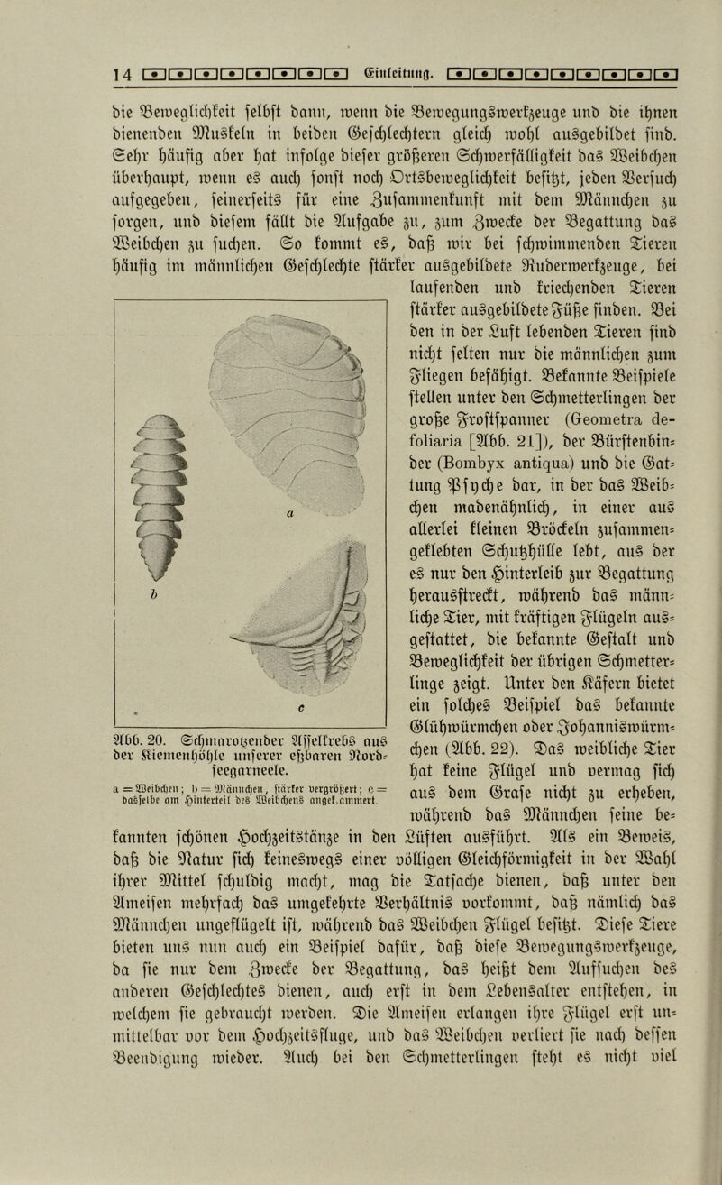 bie 33eu)efltidifeit felbft bann, loenn bie SSeraec^unggroerEjeuge nnb bie i^nen bienenben 5J?n§Eeln in beiben @efd)led)tei’n gletd) iuoI}E auggebilbet finb. (Sel)r ^änfig aber ^at infolge biefer gröjseren ©d)tuerfälIigEeit ba§ 9Beibd)en übevl)anpt, inenn e§ and) fonft nod) Ortgbeiüeglid)feit befiel, feben SSerfud) anfgegeben, feinerfeitg für eine 3wfönnnenEunft mit bem 9Jlänn^en ju forgen, nnb biefem fällt bie Sliifgabe 311, gum Begattung ba§ 3Beibd)en 311 fud)en. ©0 Eommt e§, ba^ mir bei fc^roimmenben Sieren lläufig im mnnnlid)en @efd)led)te ftärf'er auggebilbete 9iuberroerf3euge, bei laufenben nnb Eried)enben Vieren ftni’Eer auggebilbetef^^üBe finben. S3ei ben in ber Suft lebenben Vieren finb nid)t feiten nur bie männlii^en 3um f^liegen befät)igt. 33eEannte Seifpiele ftellen unter ben @d)mettertingen ber gro^e f^roflfpanner (Geometra cle- foliaria [2lbb. 21]), ber ^Sürftenbin* ber (Bombyx antiqua) nnb bie @at= tung ^fgc^e bar, in ber bag 3öeib= ^en mabenä^nli(^, in einer aug allerlei Eieinen 33röcEeln 3ufammen= geliebten ©^u^liülte lebt, aug ber eg nur ben Hinterleib 3ur Begattung l)eraugftrec£t, roät)renb bag männ= lid)e Sier, mit Eräftigen O^lügeln aug* geftattet, bie beEannte ©eftalt unb S3eroeglid)feit ber übrigen ©i^metter* linge 3eigt. Unter ben Käfern bietet ein fold)eg ^eifpiel bag beEannte @tül)roürmd)en ober 3oE)annigroürm* d)en (2lbb. 22). 2)ag roeiblid)e Sier t)at Eeine f^lügel unb oermag fid) aug bem @rafe nid)t 3U erf)eben, mät)renb bag 9Jtännd)en feine be* Eannten fc^önen Ho<^ä^^l§lön3e in ben Süften augfüE)rt. 3ltg ein Seroeig, ba^ bie 9^atur fid^ Eeinegraegg einer uölligen ©leid^förmigEeit in ber SBaljl il)rer SJUttel fd)ulbig mad)t, mag bie 2:atfad)e bienen, ba^ unter ben 3lmeifen me^rfad) bag umgeEel)rte 33ert)ättnig uorEommt, ba^ nämlid) bag 9Jtännd)en ungeflügelt ift, mäljrenb bag SOBeibd^en f^lügel befi^t. ®iefe Siere bieten ung nun aud^ ein 33eifpiet bafür, ba^ biefe 33emegnnggmerE3euge, ba fie nur bem 3iuedEe ber ^Begattung, bag l)ei^t bem 3tuffud)eu beg anberen @efd)led)teg bienen, and) erft in bem Sebengnlter entftel)en, in meldjem fie gebrandet merben. 2)ie 9lmeifen erlangen il)re mittelbar oor bem Hfcl)5^itöfln9e, nnb bag 9Beibd)en oerliert fie nad) beffen 93eenbigung mieber. 2lud) bei ben Sd)metterlingen fielet eg nid)t uiel 2t0[i. 20. ®ri)iitnvopeitbci’ SfüelfretiS nu§ ber Slienieitljiiljtc utifcrer cfjtiaven 91ovb= fecgavneele. a = 2öeibcl)fit; li = 9JJäimd)en, flättcv UerBriiüevt; c = babjcibc nm /yinletteil be§ SffleibrtjenS äuget.ammert.