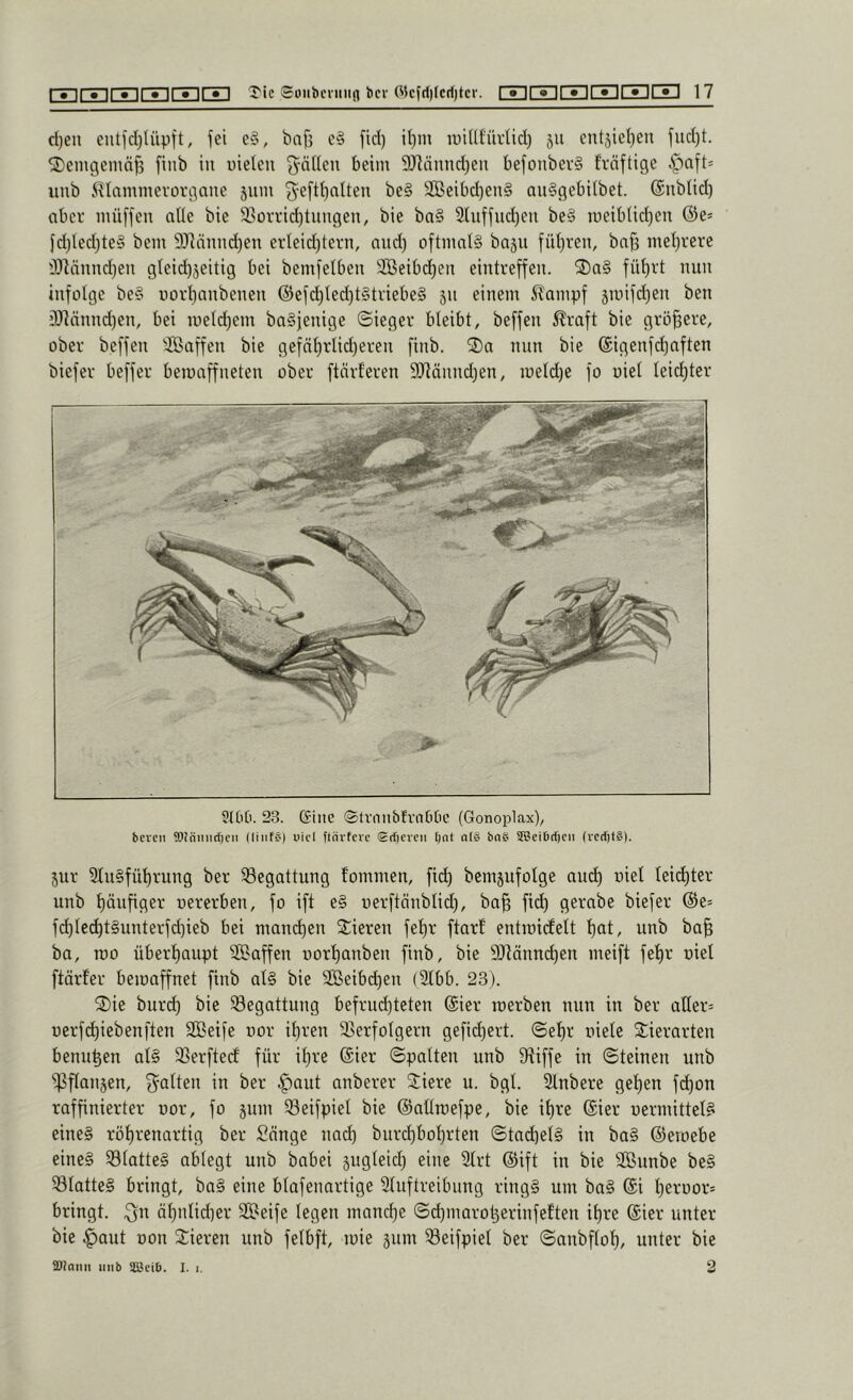 cl)eii cntldilüpft, fei e§, bafi c§ fid) ilim luiUfürUd) 511 entjielieii fudjt. ^emgemä^ finb in nieten f^ätlen beim 9Jlännd)en befonber§ fräftige nnb i^tammevorgane 511111 ^-efttintten be§ 2ßeibd)en§ an§gebitbet. ©nbtid) aber inüffen ntte bie 3SoiTid)tnngen, bie ba§ 2lnffnd)en be§ ineibtid)en @e* fd)ledjte§ bem 9)]ännd)en erteid)tern, nnd) oftinnI§ bnsn füt)ren, bnji metjrere i)3]ännd)en gteid)5eitig bei bemfetben 3öeibd)en eintreffen. ®n§ füf)rt nun infolge be§ nort)anbenen @efditedit§tviebe§ 511 einem 5?ampf 5iuifd)en ben i)Jinnnd)en, bei inetd)em ba§jenige ©ieger bleibt, beffen ^raft bie größere, ober beffen ^Baffen bie gefnt)rlid)eren finb. nun bie ©igenfdjaften biefev beffer beinaffneten ober ftnrferen SlRänndien, iuetd)e fo niet Ieict)ter 9((i0. 23. ß-inc ©tvnnbtvnCiOc (Gonoplax), bcvcii 'ÖJniuttfjcii (liiif§) uicl ftnrtcrc Stljcveti [jnt nl§ boS STOcibrfjcii (vcdjt§). 5ur 3fn§füt)rung ber Begattung fommen, fid) bemsufotge and) niet teii^ter nnb tjänfiger nererben, fo ift e§ nerftänbtid), ba^ fid) gerabe biefer @e= f(^tec^t§unterfd)ieb bei mand)en Vieren fef)r ftarf entmidett t)at, unb ba§ ba, roo übertiaupt SSaffen nort)anben finb, bie flRänm^en meift fet)r niet ftärfer beinaffnet finb at§ bie Sßeibd)en (2tbb. 23). 2)ie burd) bie Begattung befrui^teten @ier inerben nun in ber aller= nerfc^iebenften fSBeife nor if)ren Verfolgern gefid)ert. ©e^r niete SCierarten benu^en at§ Verfted' für it)re @ier ©patten unb Viffe in ©teinen unb f|3ftan5en, f^atten in ber ^aut anberer Viere u. bgt. 3tnbere get)en fd)on raffinierter nor, fo 511111 Veifpiet bie ©altroefpe, bie it)re @ier nermittets eine§ rö^renartig ber Sange imd) burd)bol)rten ©tad)et§ in ba§ ©eroebe eine§ Vtatte§ abtegt unb babei sngteid) eine 3trt ©ift in bie 2ßunbe be§ VtatteS bringt, ba§ eine btafennrtige Stiiftreibung ring§ um ba§ @i t)ernor* bringt. Qn ä^ntid)er SBeife legen mandje ©d)maro^erinfeften it)re ©ier unter bie ^aut non Vieren unb fetbft, inie 511111 Veifpiet ber ©anbftot), unter bie IDlanii unb Sffieib. I. i. 2