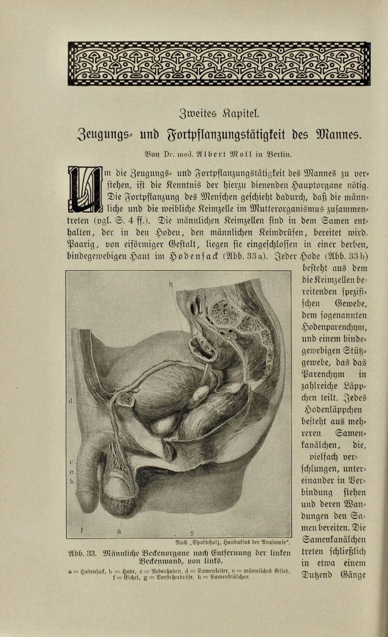 3cöeite5 ^^apitet. 3cugung5* unb bee ^Jlannes. 5,<oii Dr. med. ?f Ul c vt 'iOi 0 11 in 93evlin. in bie 3eugung§* unb ^^ortpflanjungStntigfeit be§ 9Jlünne§ 511 uer* l'te^en, ift bie Kenntnis ber lf)iei'äu bienenbeu ^auptorgnne nötig. ^5)ie 3'ortpftanjung be§ StRenfdjen gefd)ie^t babnrd), ba^ bie inänn= IB lidje nnb bie iüeiblid)e 5?eimjeUe im 9Jlutterorgani§mn§ jnfammem treten (ugl. ©. 4 ff.). SDie mänidid)en Sleimjetten finb in bem (Samen ent= t)atten, ber in ben männtii^en ^eimbrüfen, bereitet rcirb. paarig, non eiförmiger (Seftalt, liegen fie eingefd)Ioffen in einer berben, binbegemebigen i^nnt im ^obenfad (SIbb. 33a). ^e^^er ^obe (2tbb. 33b) befielt nu§ bem bie^^einiäettenbe- reitenben fpejifi= fdjen @emebe, bem fogennnnten ^obenparendjpm, nnb einem binbe= geioebigen ©tü^= gemebe, ba§ ba§ iparendjpm in 3af)treid)e Säpp= d)en teilt. i‘')übenläppd)en beftel)t au§ mef)= reren ©amen= fnnäldjen, bie, uielfad) r)er= fd)lnngen, unter= eiimnber in 33er= binbnng ftel)en nnb beren SC?an= billigen ben ©a= men bereiten. ®ie 91n(I) J'miibaffnS bcv 91iinlDmic“. ©Omeilfancildjen SttiO. 33. ??innnliff)e 33i.'ffeiuiVjinue und) ®'ntfeviuin!i öcr liiifen treten fd)Iief)lid) 93erteim)niib, non lint\’. einem a = .öobenjarf, b = öobf, c = lllebniljobfii, d = Snmciilcitrv, e = iiuiimlidjcS (JUicb, l'=(fi(l)el, g = Slotftdji'vbviiic, li = Saineiiblnvdjcn. ^JllyeilO waiige