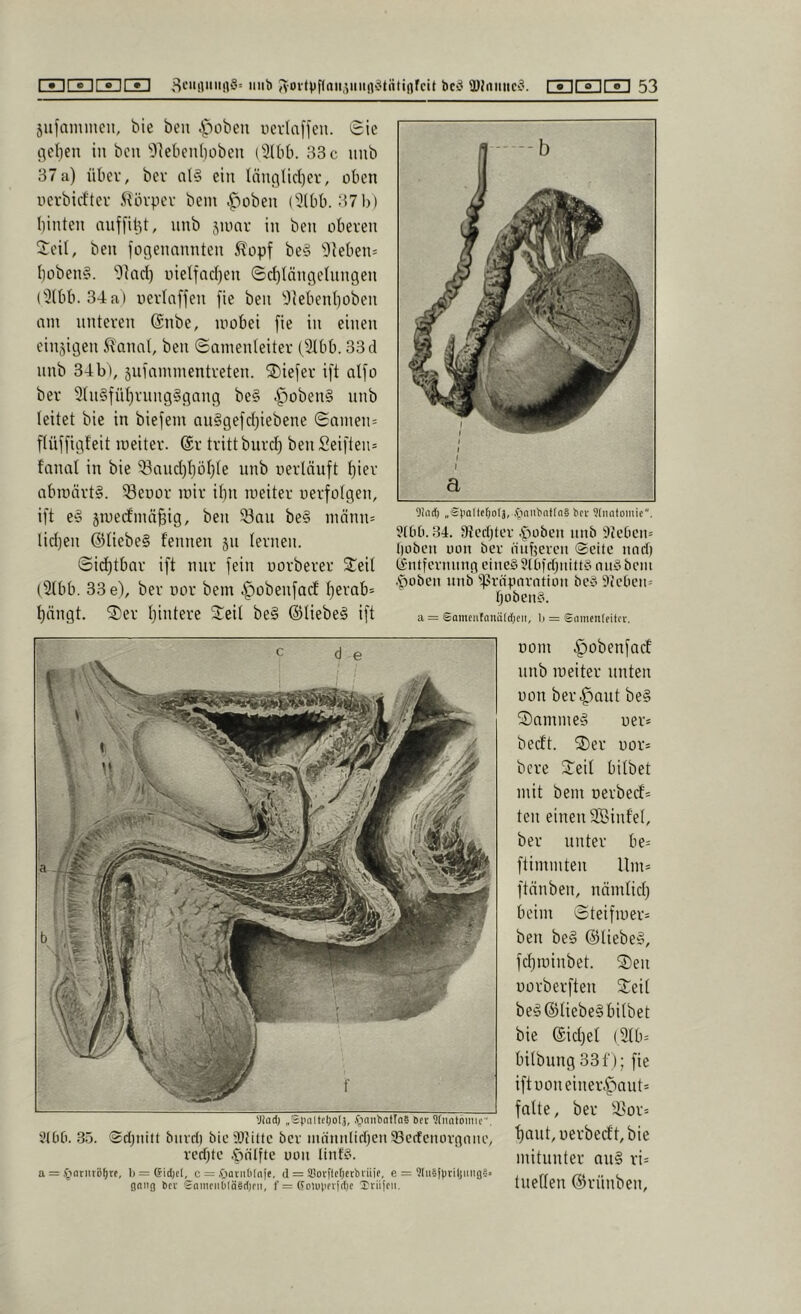 5ufanuncn, bie ben .r^obeii ncvlaffen. Sic c^ebeu in bcii 'Oleticnboben (3llib. 33 c imb 37a) über, bev al§ ein Inu3lid)ev, oben uevbieftev iUivpcv bem |)üben ('ülbb. 37b) binten nuffilU, unb jiuar in ben oberen Seil, ben fogennnnten ^opf be§ '!)}eben= boben?. ''})ad) uielfnd)en Sd)längelnngen ('3(bb. 34a) uerlaffen [ie ben 9iebenboben nm unteren @nbe, loobei fie in einen einzigen 5?anat, ben Samenleiter (Stbb. 33 d nnb 34b), jniammentreten. Siefer ij't alfo ber 3{n§fübrung§gang bc§ ^oben§ nnb leitet bie in biefem aii§gefd)iebenc Sainen= flüffigfeit lueiter. @r tritt bnrd) ben Sei[ten= tnnal in bie 33and)böble unb uertänft bi^v nbraärt§. 33eDor mir ibn rociter uerfofgen, ift eg jmedmn^ig, ben 33nn be§ männ= lidjen ®Iiebe§ f'ennen jn lernen. Sid)tbnr ift nur fein uorberer Seil (3lbb. 33e), ber vor bem ^obenfaef berab= bängt. Ser Ijintere Seil be§ ©liebet ift Olnd) „S^'olte0of3, .s'inubatfnS licr 9(nntomic. 3t0[i. .34. Stcebter .^lubeii nnb 9te6cn= I)oben uon ber nnüevcn Seite nod) (Sntfevnnng eines ?(tiiri)nittS nnSbem •spoben nnb ^^Srnparntion beS Sieben» tjübenS. a = Sameiitnnäfcfjeii. b = Siiiiicnleitcv. '.Dad) „St'iiitcljolj, .^innbotlaS Bet ^fiintomic'. i'tOO. 3.5. Sdjnitt biivri) bie5t)tittc bev mdnnlidjen SBecfenovgnne, redete .fonlfte non linfS. a = .^iarntö[)re, l)=6id)el, c = .OavnOlnie. d = 33ovflc()etbi'iiie, e = 9(ii5[ptiljiiiiflä. Oang Bev 2nmciibln§d)nt, f = ffoluiievfdjc Trii[cii. Dom .g)obenfQcf nnb meiter unten uon ber.g)ant be§ Snmme» uer» beeft. Ser uor* bere Seil bitbet mit bem oerbed'^ teil einen SBinfel, ber unter be= ftimmten Um= ftnnben, nnmlid) beim Steifmer^ ben be§ @liebe§, fdjiuinbet. Sen uorberften Seil be!o ©liebes bitbet bie ©id)el (3Hu bilbung 331'); fie iftuoneiner.^aut= falte, ber 3>or= l)aut,uerbedt,bie mitunter auS ri= titelten ©rünben.