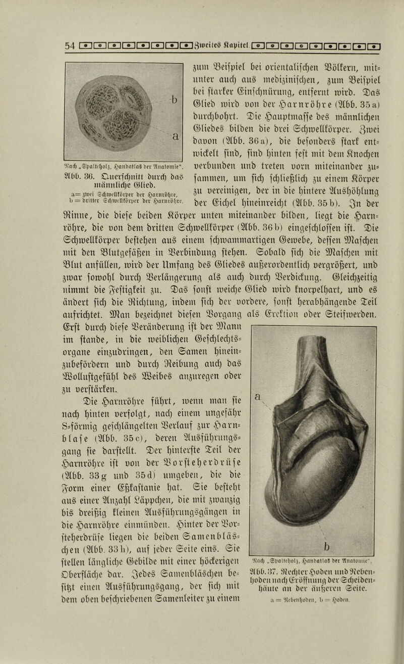 'JInd) „gpolti'ljolj, .^laiibatlnS bcr 36. Cluevfifjiutt biivd) bnS mnmtlirfjc a= 3luci Sd)luentBi'liei' bet ,^iai'iuB()re, b = bvilttv Sdjluinfiir^icr bev juiii '43ei[pie( bei ovieiUalifcI^en SSötferii, init= unter and) au§ inebijinifd^eu, gum S3eifpiet bei ftcuder ($inid)nüvung, entfernt roirb. ®n§ ©lieb luirb non ber .^arnrotjre (Stbb. 35a) bnrdjbof)rt. '2)ie i^nnptinaffe be§ männUd)en ®tiebe§ bilben bie brei ©djraettf'örper. ^lu^i banon (3tbb. 36a), bie befonberg [tarf ent= inicfelt finb, finb tjinten feft mit bein ^nod)en uerbnnben nnb treten uorn miteiimnber gu* fnmmen, um fid) fdjtie^üdj gu einem Körper gn uereinigen, ber in bie t)intere 2(n§f)öt)tung ber ©idjet t)ineinreid)t (2tbb. 35b). ber 9^inne, bie biefe beiben Storpcr unten miteinauber bilben, tiegt bie ^arn= röl)re, bie non bem brüten ©djroetlf'örper (2tbb. 36b) eingefcbtoffen ift. 2)ie <Sd)roeUförper beftet)en au§ einem fd)mammartigen ©emebe, beffen ?l}lafd)en mit ben ^lutgefüpen in 33erbinbnng ftet)en. ©obatb fid) bie 9)]afd)en mit 'Ötnt anfütten, mirb ber Umfang be§ ©liebeg au^erorbentlid) oergrö^ert, nnb groar forcot)! burd) 5BerIängernng alg and) biird) 93erbidnng. ©teii^geitig nimmt bie ^-eftigf’eit gn. 2)ag fonft ineid)e ©lieb mirb f’norpen)art, nnb eg änbert fid) bie 9tid)tung, inbem fid) ber uorbere, fonft ^erabt)ängenbe 2;eit anfrid)tet. SJtan begeid)net biefen ^Borgang ntg ©rcftion ober ©teifmerben. ©rft bnrd) biefe 23eränberung ift ber ^Jümn im ftanbe, in bie meiblid)en ©efd)ted)tg= Organe eingubringen, ben ©amen t)inein= gnbeförbern nnb burd) 9teibnng and) bag Söoltuftgefül)! beg Söeibeg angnregen ober gn nerftärfen. ©)ie |5nrnröt)re fid)rt, menn man fie nad) t)inten oerfotgt, nad) einem nngefät)r S=förmig gefd)tängelten SSertanf gur .^■)nrn= btafe (3tbb. 35c), bereu 3lngfüt)rnngg= gang fie barftettt. S)er t)interfte Steil ber i^arnröl)re ift non ber SBorftet)erbrüfe (3tbb. 33g nnb 35d) umgeben, bie bie fvorm einer ©fgfaftanie I)at. ©ie beftet)t aug einer 2lngat)t £'äppd)en, bie mit gmangig big breifgig Ueinen 2(ngfnt)rnngggängen in bie i“')arnröt)re einmnnben. .s^'iinter ber iBor= ftet)erbrüfe liegen bie beiben ©nmenbläg= d)en (2tbb. 33 h), auf jcber ©eite eing. ©ie fteüen Innglid)c ©ebilbe mit einer böderigen 'Jind; „®i'oiifi;oi3,j;ionBatin5Kr'.niatoiiüc. Dberf(nd)e bar. ^ebeg ©amenblägd)en be= ^lt>^37. j)forf)tov.tioben nii^bjtfct.oin . f,,, < r i u 1)0001111(1(1) ti-vofllllinn fi^t einen 3(ngfnf)rnngggang, ber fid) mit ijouto an bov äubovon (Seite. bem oben befd)riebenen ©amenleiter gn einem = 'l!(t>ct\f)ot'eii, b = ,\’'>obf((.