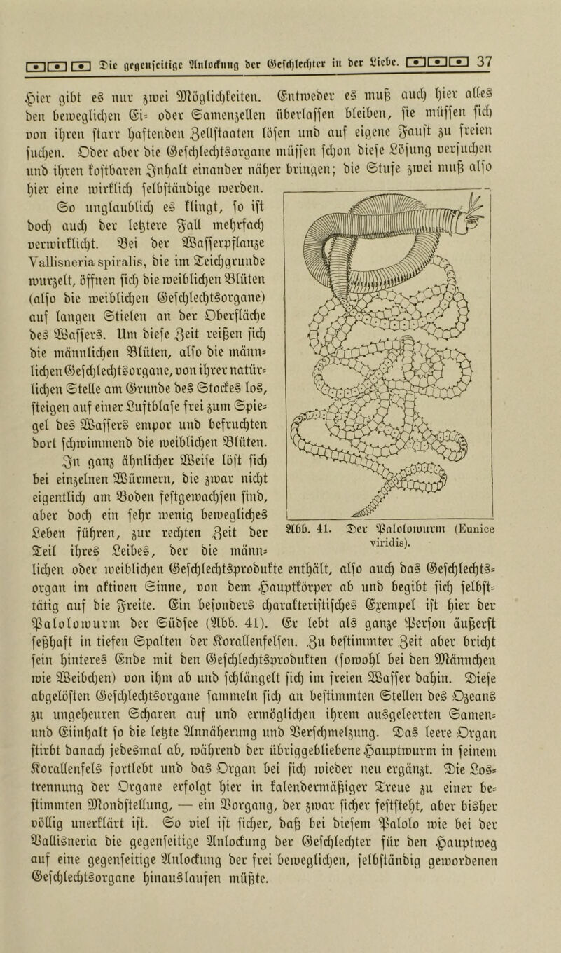 ^■^icr gibt e§ miv jiuei 9Jtügtid)feiten. ©ntiueber e§ iiuiß and) I)ier al(e§ bell beiüci3lid)eii ober ©amenjellen überlaffen bleiben, fie müffen fid) non iljren ftavr l)aftenben tbfen nnb auf eigene S^Quft ju freien fnd}en. Ober aber bie ®efd)led)t§organe müffen fd}on biefe 2öfung uerfnd)en nnb iljren foftbaren einanber näl)er bringen; bie ©tnfe jinei nin^ alfo l)ier eine luirl'lid) felbftänbige inerben. ©0 nnglanblid) e§ Hingt, fo ift bod) and) ber lel3tere ^all mel)rfad) nerinirtltd)t. ^ei ber SBafferpflanje Yallisneria spiralis, bie im 2^eid)grunbc nnirselt, öffnen fid) bie ineibtid)en 93tüten (alfo bie ineiblid)en ®efd)lec^t§organe) auf langen ©tielen an ber Oberfläd)e be§ 2ßaffer§. Um biefe 3eit reifen fid) bie männlid)en Blüten, alfo bie mönn* li(^en ® efd)le(^t§organc, non il)rer natür* lid)en ©teile am ©runbe be§ ©tod'e§ lo§, fteigen auf einer Suftblafe frei jum ©pie* gel be§ SBaffer§ empor nnb befrud)ten bort fd)n)immenb bie ineiblii^en Blüten. 3n ganj äl)nlid)er SBeife löft fic^ bei einjelnen SÖBürmern, bie jinar nid)t eigentlid) am ®oben feftgeinai^fen finb, aber boc^ ein fel)r inenig beineglid)e§ Seben fül)ren, jur red)ten 3eit ber ^^16. 41. Scr ^^^nlolinuuvm (Eunice 2:eil il)re§ £eibe§, ber bie männ* vmdis). lid)en ober ineiblid)en ®efd)led)t§probufte entt)nlt, alfo am^ ba§ ©efc^led)t§= Organ im aftinen ©inne, non bem |)auptförper ab nnb begibt fid) felbfH tätig auf bie g^reite. ©in befonber§ d)araf’teriftifd)e§ Stempel ift l)ier ber ifsaloloiuurm ber ©übfee (2lbb. 41). ©r lebt at§ ganje ))3erfon äu^erft fe§l)aft in tiefen ©palten ber ^orallenfelfen. 3^ beftimmter 3ßit aber brid)t fein t)intere§ ©nbe mit ben ®efd)led)t§probuften (foinot)t bei ben 9Jtännc^eu inie Seibd)en) non il)m ab nnb fd^längelt fid) im freien Sßaffer bal)in. ^I)iefe abgelöften @efd)led)t§organe fammeln fid) an beftimmten ©teilen be§ OjeanS ju ungel)euren ©d)aren auf nnb ermöglid)en il)rem auSgeleerten ©amen= nnb ©iinl)alt fo bie le^te Slnnä^erung nnb 9Serfd)mel5nng. 2)a§ leere Organ ftirbt banad) jebe§mal ab, n)ät)renb ber übriggebliebene .giauptrourm in feinem ^orallenfel§ fortlebt unb ba§ Organ bei fid) roieber neu ergänjt. 2)ie So§* trennung ber Organe erfolgt l)ier in falenbermä^iger ^reue p einer be» ftimmten SJionbftellung, — ein 33organg, ber jiuar fid)er feftftet)t, aber bi§l)er nöUig unert'lärt ift. ©0 niel ift fid)er, ba§ bei biefem )f?atolo roie bei ber SSatti§neria bie gegenfeitige Slnloctung ber ©efd)ted)ter für ben (^auptroeg auf eine gegenfeitige 21nlo(fung ber frei beinegtid)en, felbftänbig geiuorbenen @efd)leci^tgorgane l)inau§laufen mü^te.