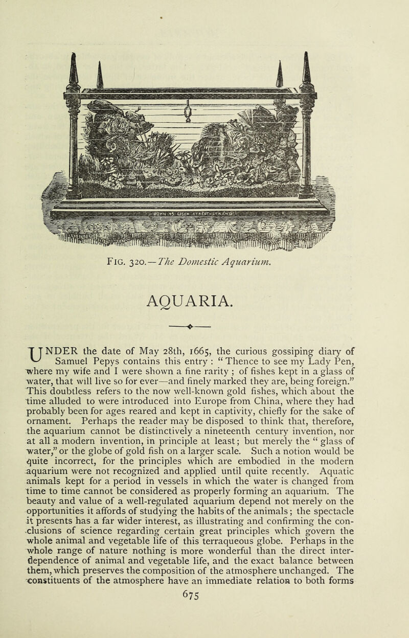 Fig. 320, — The Domestic Aquarium. AQUARIA. ♦ T TNDER the date of May 28th, 1665, the curious gossiping diary of ^ Samuel Pepys contains this entry : “ Thence to see my Lady Pen, 'Where my wife and I were shown a fine rarity ; of fishes kept in a glass of Avater, that will live so for ever—and finely marked they are, being foreign.” This doubtless refers to the now well-known gold fishes, which about the time alluded to were introduced into Europe from China, where they had probably been for ages reared and kept in captivity, chiefly for the sake of ornament. Perhaps the reader may be disposed to think that, therefore, the aquarium cannot be distinctively a nineteenth century invention, nor at all a modern invention, in principle at least; but merely the “ glass of water,” or the globe of gold fish on a larger scale. Such a notion would be quite incorrect, for the principles which are embodied in the modern aquarium were not recognized and applied until quite recently. Aquatic animals kept for a period in vessels in which the water is changed from time to time cannot be considered as properly forming an aquarium. The beauty and value of a well-regulated aquarium depend not merely on the opportunities it affords of studying the habits of the animals; the spectacle it presents has a far wider interest, as illustrating and confirming the con- clusions of science regarding certain great principles which govern the whole animal and vegetable life of this terraqueous globe. Perhaps in the whole range of nature nothing is more wonderful than the direct inter- dependence of animal and vegetable life, and the exact balance between them, which preserves the composition of the atmosphere unchanged. The constituents of the atmosphere have an immediate relation to both forms 67s