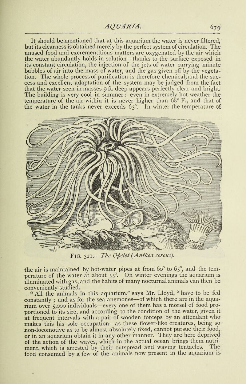It should be mentioned that at this aquarium the water is never filtered, but its clearness is obtained merely by the perfect system of circulation. The unused food and excrementitious matters are oxygenated by the air which the water abundantly holds in solution—thanks to the surface exposed in its constant circulation, the injection of the jets of water carrying minute bubbles of air into the mass of water, and the gas given off by the vegeta- tion. The whole process of purification is therefore chemical, and the suc- cess and excellent adaptation of the system may be judged from the fact that the water seen in masses 9 ft. deep appears perfectly clear and bright. The building is very cool in summer: even in extremely hot weather the temperature of the air within it is never higher than 68° F., and that of the water in the tanks never exceeds 63°. In winter the temperature of Fig. 321.—The Opelet (Anthea ceretis). the air is maintained by hot-water pipes at from 60° to 65°, and the tem- perature of the water at about 55°. On winter evenings the aquarium is illuminated with gas, and the habits of many nocturnal animals can then be conveniently studied. “ All the animals in this aquarium,” says Mr. Lloyd, “ have to be fed constantly ; and as for the sea-anemones—of which there are in the aqua- rium over 5,000 individuals—every one of them has a morsel of food pro- portioned to its size, and according to the condition of the water, given it at frequent intervals with a pair of wooden forceps by an attendant who' makes this his sole occupation—as these flower-like creatures, being so- non-locomotive as to be almost absolutely fixed, cannot pursue their food, or in an aquarium obtain it in any other manner. They are here deprived of the action of the waves, which in the actual ocean brings them nutri- ment, which is arrested by their outspread and waving tentacles. The food consumed by a few of the animals now present in the aquarium is