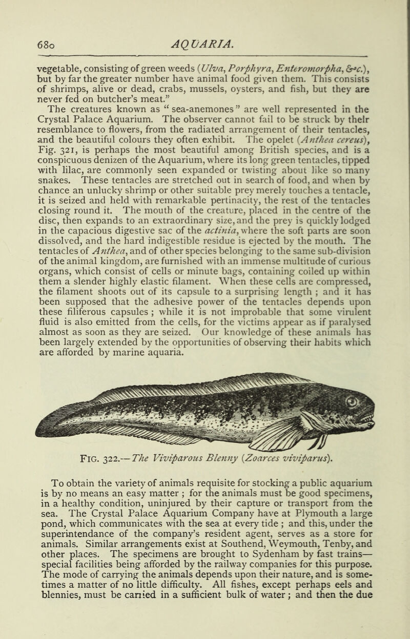 vegetable, consisting of green weeds {Ulva^ Porphyra, Enteroinorpha., but by far the greater number have animal food given them. This consists of shrimps, alive or dead, crabs, mussels, oysters, and fish, but they are never fed on butcher’s meat.” The creatures known as “sea-anemones” are well represented in the Crystal Palace Aquarium. The observer cannot fail to be struck by their resemblance to flowers, from the radiated arrangement of their tentacles, and the beautiful colours they often exhibit. The opelet (A^ithea cereiis)y Fig. 321, is perhaps the most beautiful among British species, and is a conspicuous denizen of the Aquarium, where its long green tentacles, tipped with lilac, are commonly seen expanded or twisting about like so many snakes. These tentacles are stretched out in search of food, and when by chance an unlucky shrimp or other suitable prey merely touches a tentacle, it is seized and held with remarkable pertinacity, the rest of the tentacles closing round it. The mouth of the creature, placed in the centre of the disc, then expands to an extraordinary size, and the prey is quickly lodged in the capacious digestive sac of the acihiia, where the soft parts are soon dissolved, and the hard indigestible residue is ejected by the mouth. The tentacles of and of other species belonging to the same sub-division of the animal kingdom, are furnished with an immense multitude of curious organs, which consist of cells or minute bags, containing coiled up within them a slender highly elastic filament. When these cells are compressed, the filament shoots out of its capsule to a surprising length ; and it has been supposed that the adhesive power of the tentacles depends upon these filiferous capsules ; while it is not improbable that some virulent fluid is also emitted from the cells, for the victims appear as if paralysed almost as soon as they are seized. Our knowledge of these animals has been largely extended by the opportunities of observing their habits which are afforded by marine aquaria. Fig. 322.— The Viviparous Bleniiy {Zoarces viviparus). To obtain the variety of animals requisite for stocking a public aquarium is by no means an easy matter ; for the animals must be good specimens, in a healthy condition, uninjured by their capture or transport from the sea. The Crystal Palace Aquarium Company have at Plymouth a large pond, which communicates with the sea at every tide ; and this, under the superintendance of the company’s resident agent, serves as a store for animals. Similar arrangements exist at Southend, Weymouth, Tenby, and other places. The specimens are brought to Sydenham by fast trains— special facilities being afforded by the railway companies for this purpose. The mode of carrying the animals depends upon their nature, and is some- times a matter of no little difficulty. All fishes, except perhaps eels and blennies, must be canied in a sufficient bulk of water; and then the due