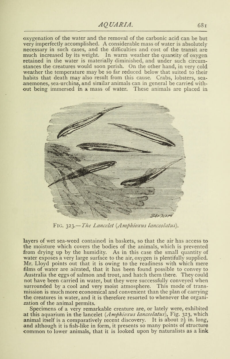 oxygenation of the water and the removal of the carbonic acid can be but very imperfectly accomplished. A considerable mass of water is absolutely necessary in such cases, and the difficulties and cost of the transit are much increased by its weight. In warm weather the quantity of oxygen retained in the water is materially diminished, and under such circum- stances the creatures would soon perish. On the other hand, in very cold weather the temperature may be so far reduced below that suited to their habits that death may also result from this cause. Crabs, lobsters, sea- anemones, sea-urchins, and similar animals can in general be carried with- out being immersed in a mass of water. These animals are placed in Fig. 323.— The Lancelet {Ainphiox7cs lanceolatus). layers of wet sea-weed contained in baskets, so that the air has access to the moisture which covers the bodies of the animals, which is prevented from drying up by the humidity. As in this case the small quantity of water exposes a very large surface to the air, oxygen is plentifully supplied. Mr. Lloyd points out that it is owing to the readiness with which mere films of water are aerated, that it has been found possible to convey to Australia the eggs of salmon and trout, and hatch them there. They could not have been carried in water, but they were successfully conveyed when surrounded by a cool and very moist atmosphere. This mode of trans- mission is much more economical and convenient than the plan of carrying the creatures in water, and it is therefore resorted to whenever the organi- sation of the animal permits. Specimens of a very remarkable creature are, or lately were, exhibited at this aquarium in the lancelet {Amphioxus lanceolatus)^ Fig. 323, which animal itself is a comparatively recent discovery. It is about 2^ in, long, and although it is fish-like in form, it presents so many points of structure common to lower animals, that it is looked upon by naturalists as a link