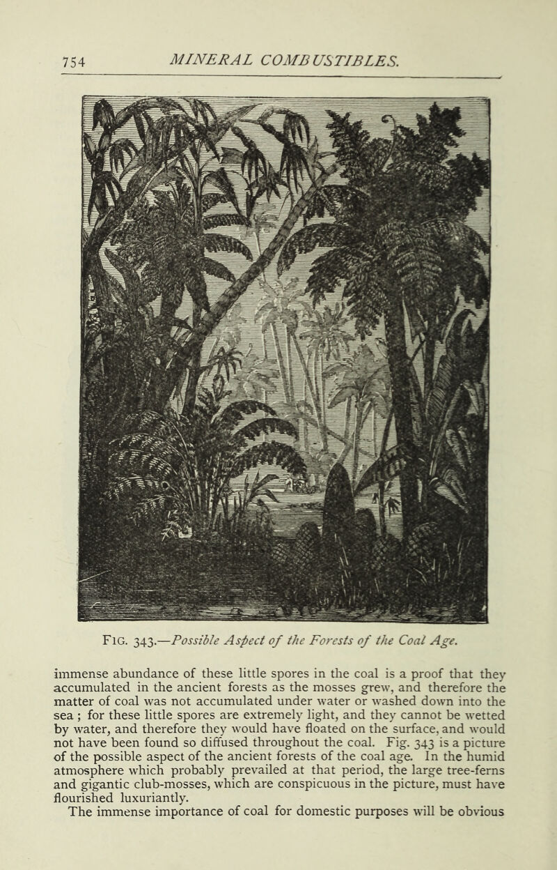 Fig. 343.—Possible Aspect of the Forests of the Coal Age. immense abundance of these little spores in the coal is a proof that they accumulated in the ancient forests as the mosses grew, and therefore the matter of coal was not accumulated under water or washed down into the sea ; for these little spores are extremely light, and they cannot be wetted by water, and therefore they would have floated on the surface, and would not have been found so diffused throughout the coal. Fig. 343 is a picture of the possible aspect of the ancient forests of the coal age. In the humid atmosphere which probably prevailed at that period, the large tree-ferns and gigantic club-mosses, which are conspicuous in the picture, must have flourished luxuriantly. The immense importance of coal for domestic purposes will be obvious