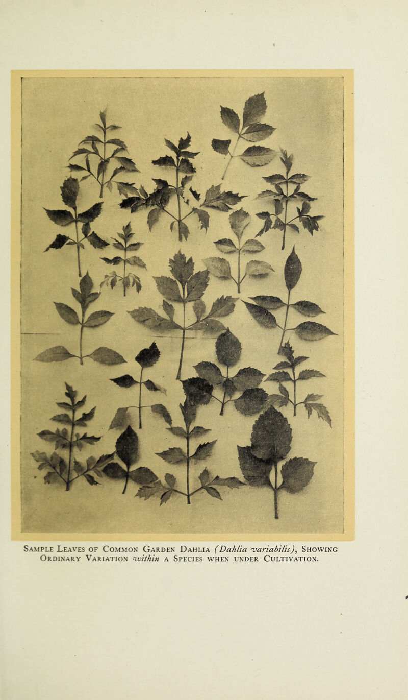 Sample Leaves of Common Garden Dahlia (Dahlia cvariabilis), Showing Ordinary Variation 'within a Species when under Cultivation.