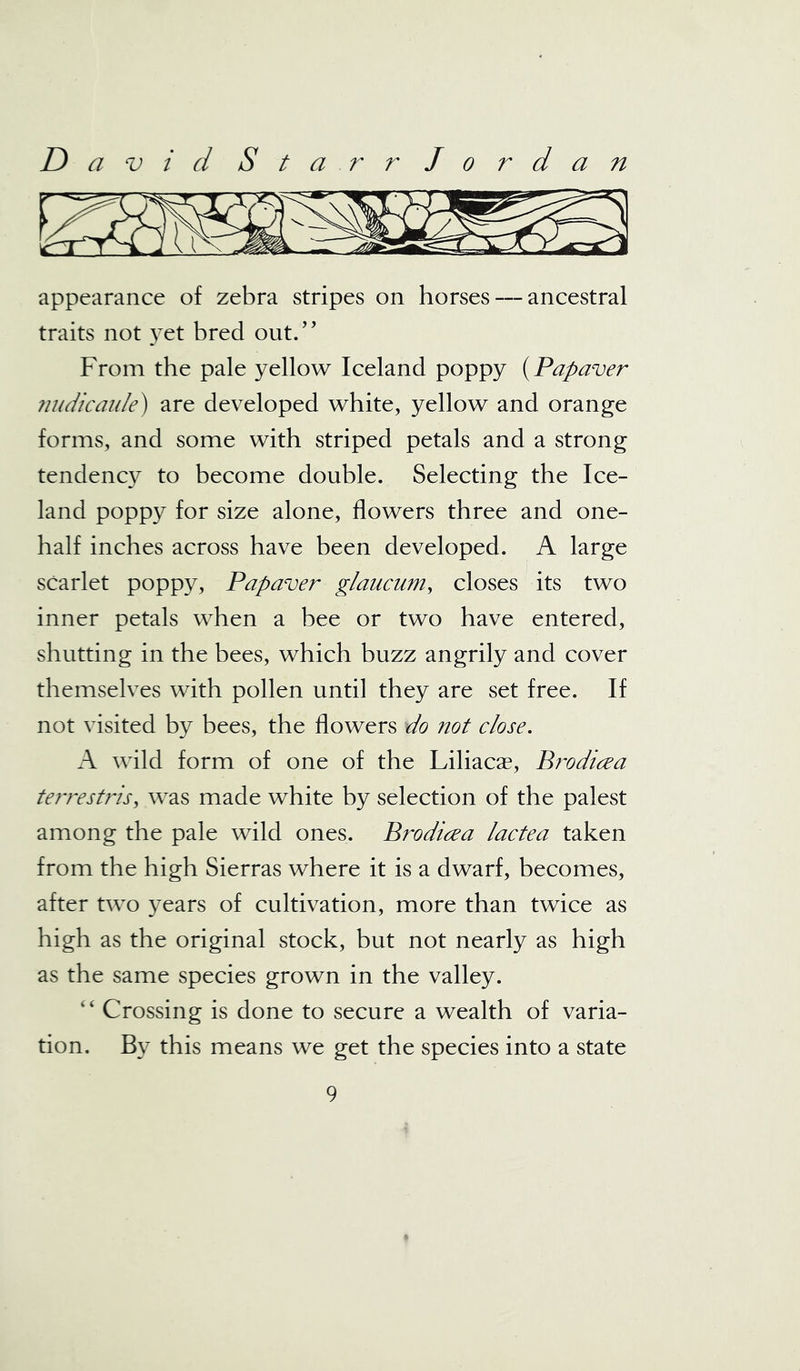appearance of zebra stripes on horses — ancestral traits not yet bred out.” From the pale yellow Iceland poppy {Papaver nudicaule) are developed white, yellow and orange forms, and some with striped petals and a strong tendency to become double. Selecting the Ice- land poppy for size alone, flowers three and one- half inches across have been developed. A large scarlet poppy, Papaver glaucum, closes its two inner petals when a bee or two have entered, shutting in the bees, which buzz angrily and cover themselves with pollen until they are set free. If not visited by bees, the flowers do not close. A wild form of one of the Liliacae, Brodicea terrestris, was made white by selection of the palest among the pale wild ones. Brodicea lactea taken from the high Sierras where it is a dwarf, becomes, after two years of cultivation, more than twice as high as the original stock, but not nearly as high as the same species grown in the valley. “ Crossing is done to secure a wealth of varia- tion. By this means we get the species into a state