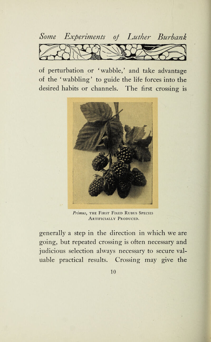 of perturbation or wabble/ and take advantage of the wabbling’ to guide the life forces into the desired habits or channels. The first crossing is Primus, the First Fixed Rubus Species Artificially Produced. generally a step in the direction in which we are going, but repeated crossing is often necessary and judicious selection always necessary to secure val- uable practical results. Crossing may give the