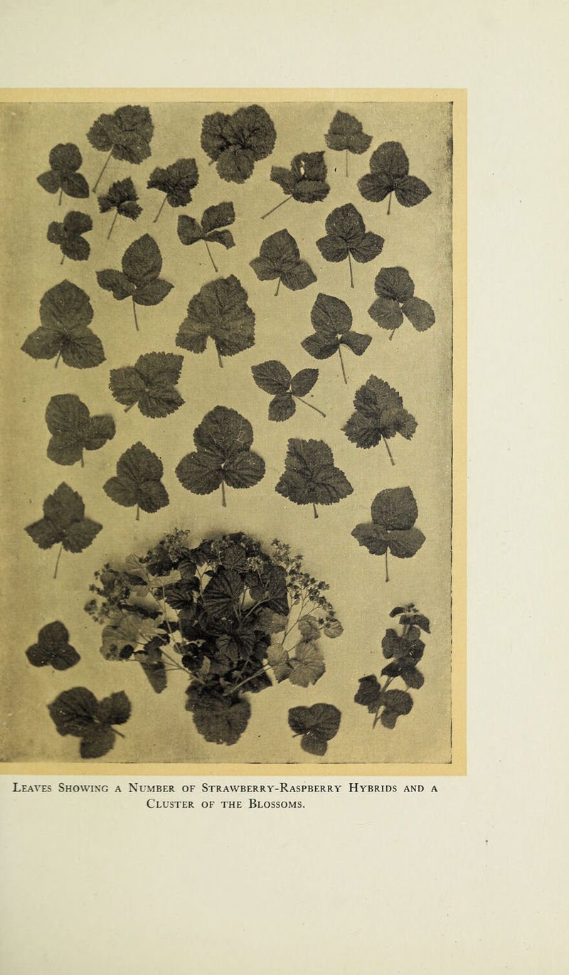 Leaves Showing a Number of Strawberry-Raspberry Hybrids and a Cluster of the Blossoms.