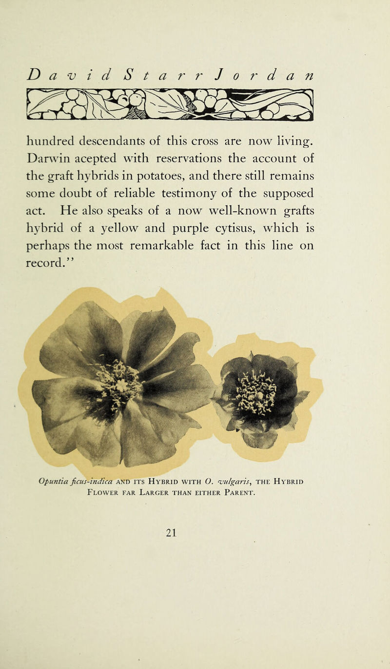 hundred descendants of this cross are now living. Darwin acepted with reservations the account of the graft hybrids in potatoes, and there still remains some doubt of reliable testimony of the supposed act. He also speaks of a now well-known grafts hybrid of a yellow and purple cytisus, which is perhaps the most remarkable fact in this line on record/’ Opuntia ficus-indica and its Hybrid with O. vulgaris, the Hybrid Flower far Larger than either Parent.