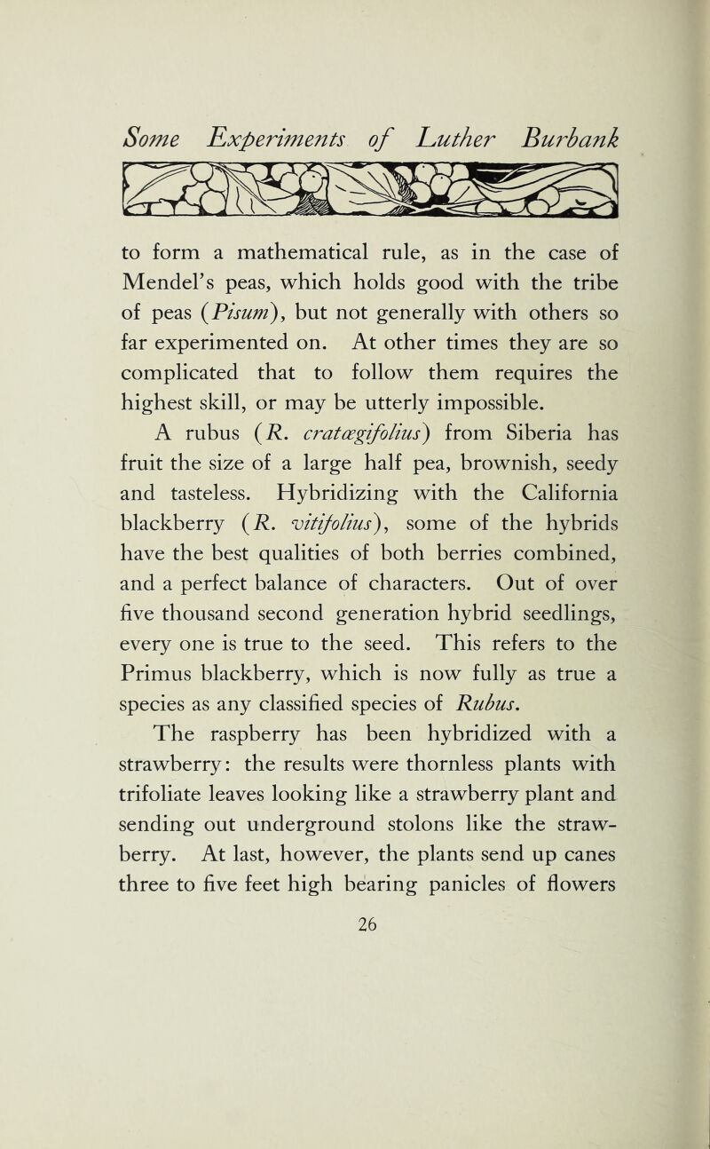 to form a mathematical rule, as in the case of Mendel’s peas, which holds good with the tribe of peas (Pisum)y but not generally with others so far experimented on. At other times they are so complicated that to follow them requires the highest skill, or may be utterly impossible. A rubus (R. cratcegifolius) from Siberia has fruit the size of a large half pea, brownish, seedy and tasteless. Hybridizing with the California blackberry (R. vitifolius), some of the hybrids have the best qualities of both berries combined, and a perfect balance of characters. Out of over five thousand second generation hybrid seedlings, every one is true to the seed. This refers to the Primus blackberry, which is now fully as true a species as any classified species of Rubus. The raspberry has been hybridized with a strawberry: the results were thornless plants with trifoliate leaves looking like a strawberry plant and sending out underground stolons like the straw- berry. At last, however, the plants send up canes three to five feet high bearing panicles of flowers