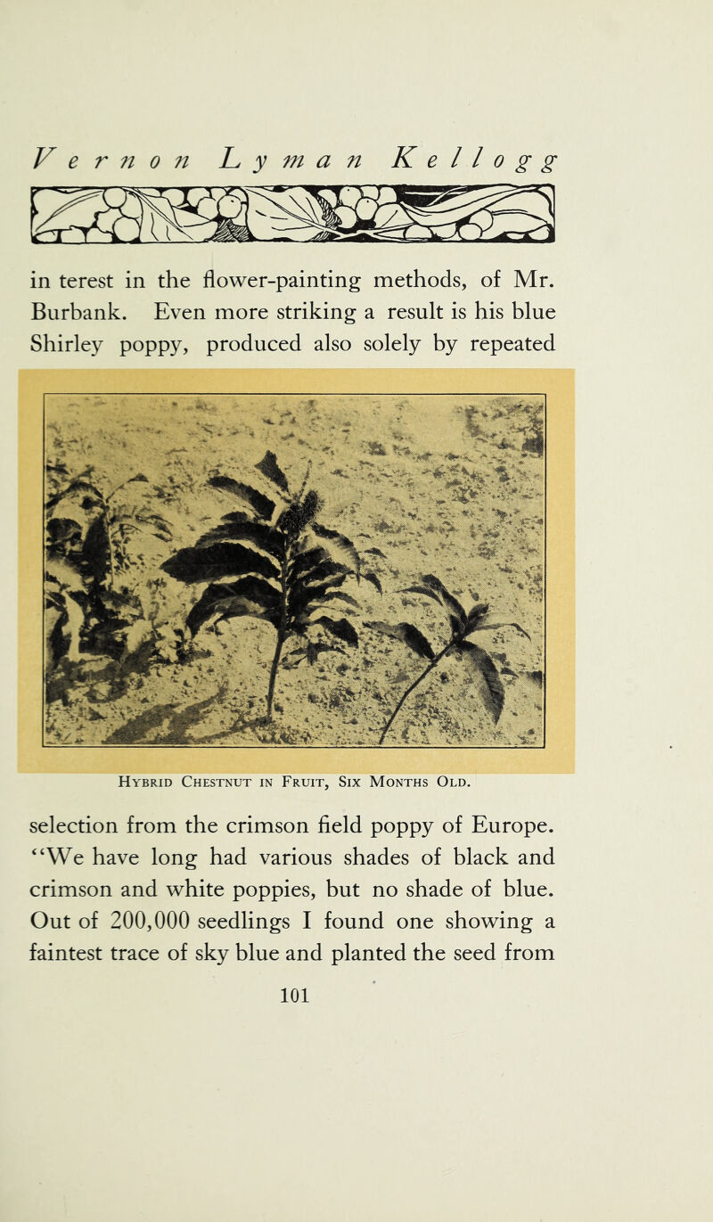 in terest in the flower-painting methods, of Mr. Burbank. Even more striking a result is his blue Shirley poppy, produced also solely by repeated selection from the crimson field poppy of Europe. “We have long had various shades of black and crimson and white poppies, but no shade of blue. Out of 200,000 seedlings I found one showing a faintest trace of sky blue and planted the seed from Hybrid Chestnut in Fruit, Six Months Old.