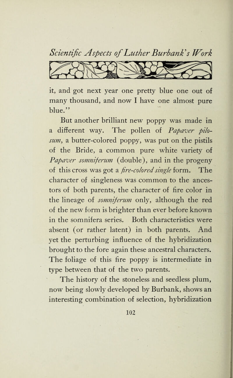 it, and got next year one pretty blue one out of many thousand, and now I have one almost pure blue.” But another brilliant new poppy was made in a different way. The pollen of Papaver pilo- sum, a butter-colored poppy, was put on the pistils of the Bride, a common pure white variety of Papaver somniferum (double), and in the progeny of this cross was got a fire-colored single form. The character of singleness was common to the ances- tors of both parents, the character of fire color in the lineage of somniferum only, although the red of the new form is brighter than ever before known in the somnifera series. Both characteristics were absent (or rather latent) in both parents. And yet the perturbing influence of the hybridization brought to the fore again these ancestral characters. The foliage of this fire poppy is intermediate in type between that of the two parents. The history of the stoneless and seedless plum, now being slowly developed by Burbank, shows an interesting combination of selection, hybridization