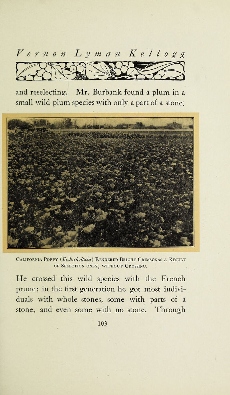 and reselecting. Mr. Burbank found a plum in a small wild plum species with only a part of a stone. California Poppy (Eschscholtzia) Rendered Bright Crimsonas a Result of Selection only, without Crossing. He crossed this wild species with the French prune; in the first generation he got most indivi- duals with whole stones, some with parts of a stone, and even some with no stone. Through