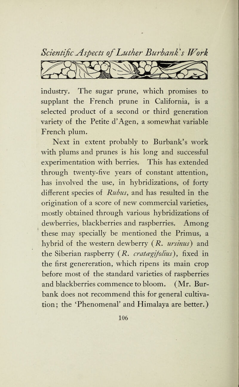 industry. The sugar prune, which promises to supplant the French prune in California, is a selected product of a second or third generation variety of the Petite d’Agen, a somewhat variable French plum. Next in extent probably to Burbank’s work with plums and prunes is his long and successful experimentation with berries. This has extended through twenty-five years of constant attention, has involved the use, in hybridizations, of forty different species of Rubus, and has resulted in the origination of a score of new commercial varieties, mostly obtained through various hybridizations of dewberries, blackberries and raspberries. Among these may specially be mentioned the Primus, a hybrid of the western dewberry (R. ursinus) and the Siberian raspberry (R. cratcegifolius), fixed in the first genereration, which ripens its main crop before most of the standard varieties of raspberries and blackberries commence to bloom. (Mr. Bur- bank does not recommend this for general cultiva- tion; the ‘Phenomenal’ and Himalaya are better.)