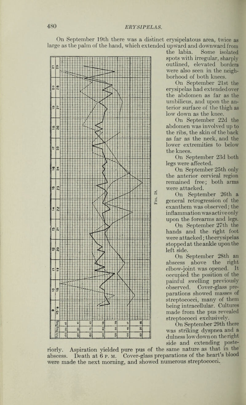 On September 19th there was a distinct erysipelatous area, twice as large as the palm of the hand, which extended upward and downward from the labia. Some isolated spots with irregular, sharply outlined, elevated borders v'ere also seen in the neigh- borhood of both knees. On September 21st the erysipelas had extended over the abdomen as far as the umbilicus, and upon the an- terior surface of the thigh as low down as the knee. On September 22d the abdomen was involved up to the ribs, the skin of the back as far as the neck, and the lower extremities to below the knees. On September 23d both legs were affected. On September 25th only the anterior cervical region remained free; both arms were attacked. On September 26th a general retrogression of the exanthem was observed; the inflammation was active only upon the forearms and legs. On September 27th the hands and the right foot were attacked; theerysipelas stopped at the ankle upon the left side. On September 28th an abscess aboA'e the right elbow-joint was opened. It occupied the jmsition of the painful swelling previously observed. Cover-glass pre- parations showed masses of streptococci, many of them being intracellular. Cultures made from the pus revealed streptococci exclusively. On September 29th there was striking dyspnea and a dulness low down on the right side and extending poste- riorly. Aspiration jdelded pure pus of the same nature as that in the abscess. Death at 6 p. m. Cover-glass preparations of the heart’s blood were made the next morning, and showed numerous streptococci.