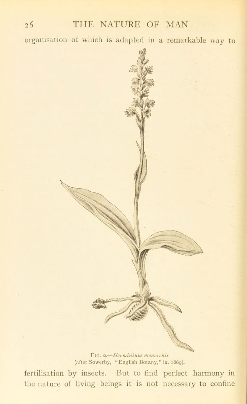 organisation ot which is adapted in a remarkable way to Fig. 2.—Hcnninitim monorchis (after Sowerby, “English Botany,” ix. 1869). fertilisation by insects. But to find perfect haiTnony in the nature of living beings it is not necessary to confine