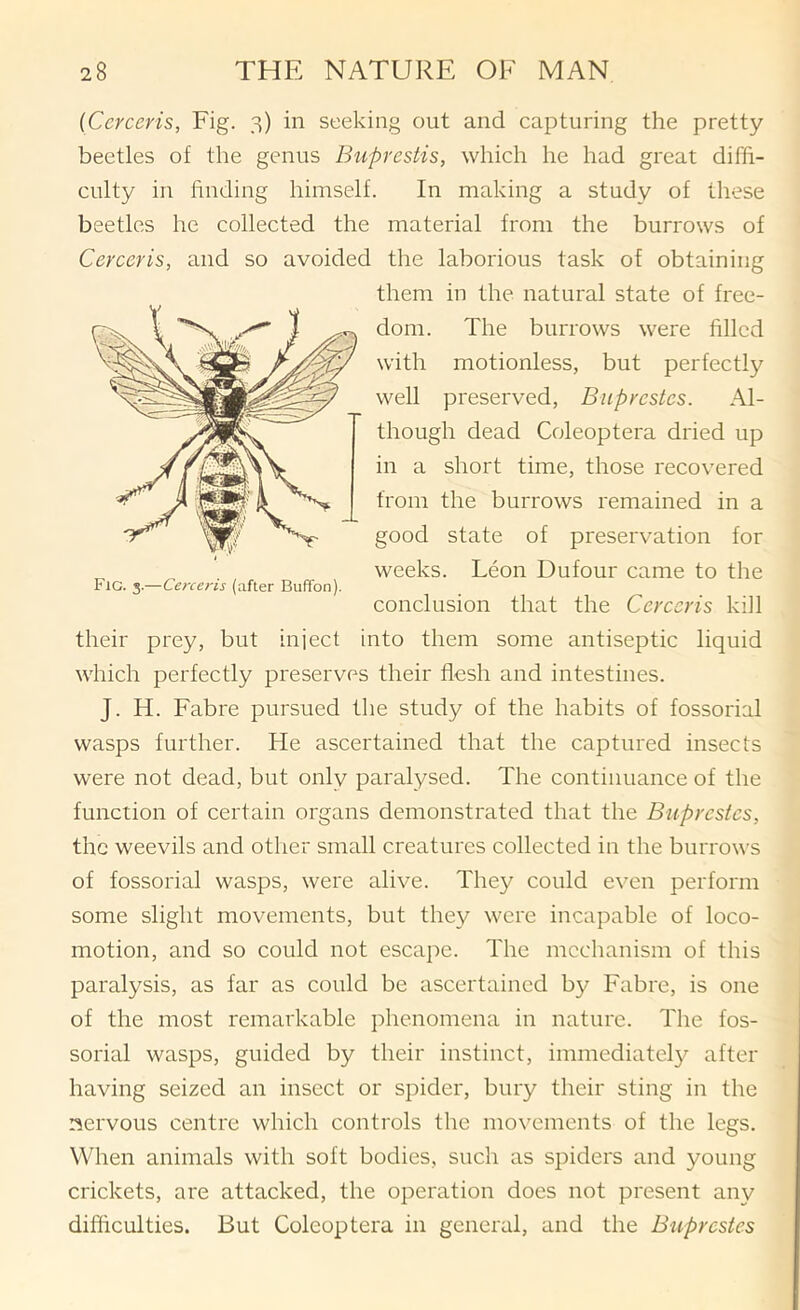 (Ccrceris, Fig. 3) in seeking out and capturing the pretty- beetles of the genus Buprestis, which he had great diffi- culty in finding himself. In making a study of these beetles he collected the material from the burrows of Cerceris, and so avoided the laborious task of obtaining them in the natural state of free- The burrows were filled motionless, but perfectly preserved, Buprestes. Al- gh dead Coleoptera dried up short time, those recovered the burrows remained in a state of preservation for weeks. Leon Dufour came to the conclusion that the Cerceris kill Fig. 3.—Cerceris (after Buffon). their prey, but inject into them some antiseptic liquid which perfectly preserves their flesh and intestines. J. H. Fabre pursued the study of the habits of fossorial wasps further. He ascertained that the captured insects were not dead, but only paralysed. The continuance of the function of certain organs demonstrated that the Buprestes, the weevils and other small creatures collected in the burrows of fossorial wasps, were alive. They could even perform some slight movements, but they were incapable of loco- motion, and so could not escape. The mechanism of this paralysis, as far as could be ascertained by Fabre, is one of the most remarkable idienomena in nature. The fos- sorial wasps, guided by their instinct, immediatel}^ after having seized an insect or spider, bury their sting in the nervous centre which controls the movements of the legs. When animals with soft bodies, such as spiders and young crickets, are attacked, the operation does not present any difficulties. But Coleoptera in general, and the Buprestes