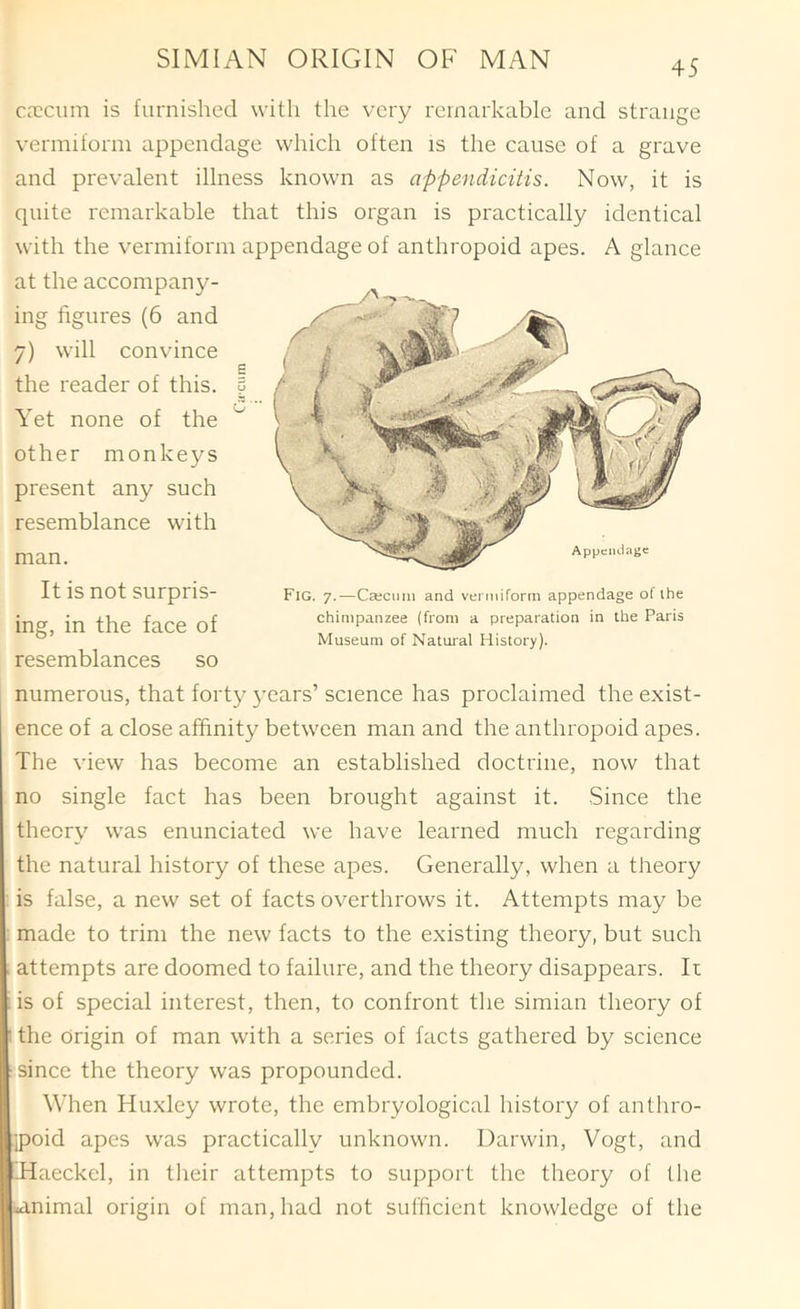 CcTCum is furnished with the very remarkable and strange vermiform appendage which often is the cause of a grave and prevalent illness known as appendicitis. Now, it is quite remarkable that this organ is practically identical with the vermiform appendage of anthropoid apes. A glance at the accompany- ing figures (6 and 7) will convince E the reader of this. 3 ?3 ... Yet none of the other monke3^s present any such resemblance with Fig. 7.—Cajciuii and veniiiforin appendage of ihe chimpanzee (from a preparation in the Paris Museum of Natural History). man. It is not surpris- ing, in the face of resemblances so numerous, that forty 5’ears’ science has proclaimed the exist- ence of a close affinity between man and the anthropoid apes. The view has become an established doctrine, now that no single fact has been brought against it. -Since the thecr\' was enunciated we have learned much regarding the natural history of these apes. Generally, when a theory is false, a new set of facts overthrows it. Attempts may be made to trim the new facts to the existing theory, but such attempts are doomed to failure, and the theory disappears. Ir is of special interest, then, to confront the simian theory of the origin of man with a series of facts gathered by science since the theory was propounded. When Huxley wrote, the embryological history of anthro- ipoid apes was practically unknown. Darwin, Vogt, and IHaeckel, in their attempts to support the theory of the animal origin of man, had not sufficient knowledge of the