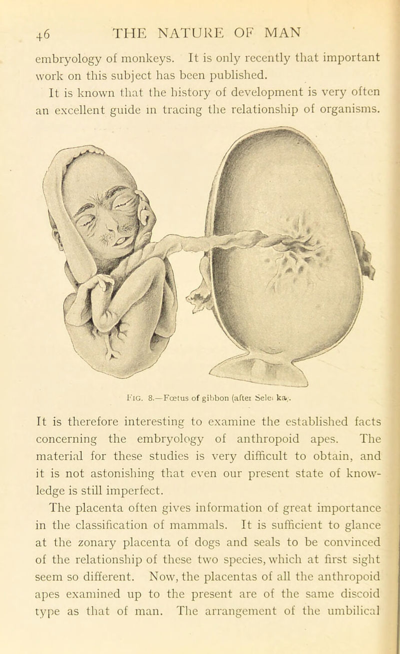 embryology of monkeys. It is only recently that important work on this subject has been published. It is known that the history of development is very often an excellent guide m tracing the relationship of organisms. Fig. 8.—Foetus of gibbon (after Selei ka,. It is therefore interesting to examine the established facts concerning the embryology of anthropoid apes. The material for these studies is very difficult to obtain, and it is not astonishing that even our present state of know- ledge is still imperfect. The placenta often gives information of great importance in the classification of mammals. It is sufficient to glance at the zonary placenta of dogs and seals to be convinced of the relationship of these two species, which at first sight seem so different. Now, the placentas of all the anthropoid apes examined up to the present are of the same discoid type as that of man. The arrangement of the umbilical