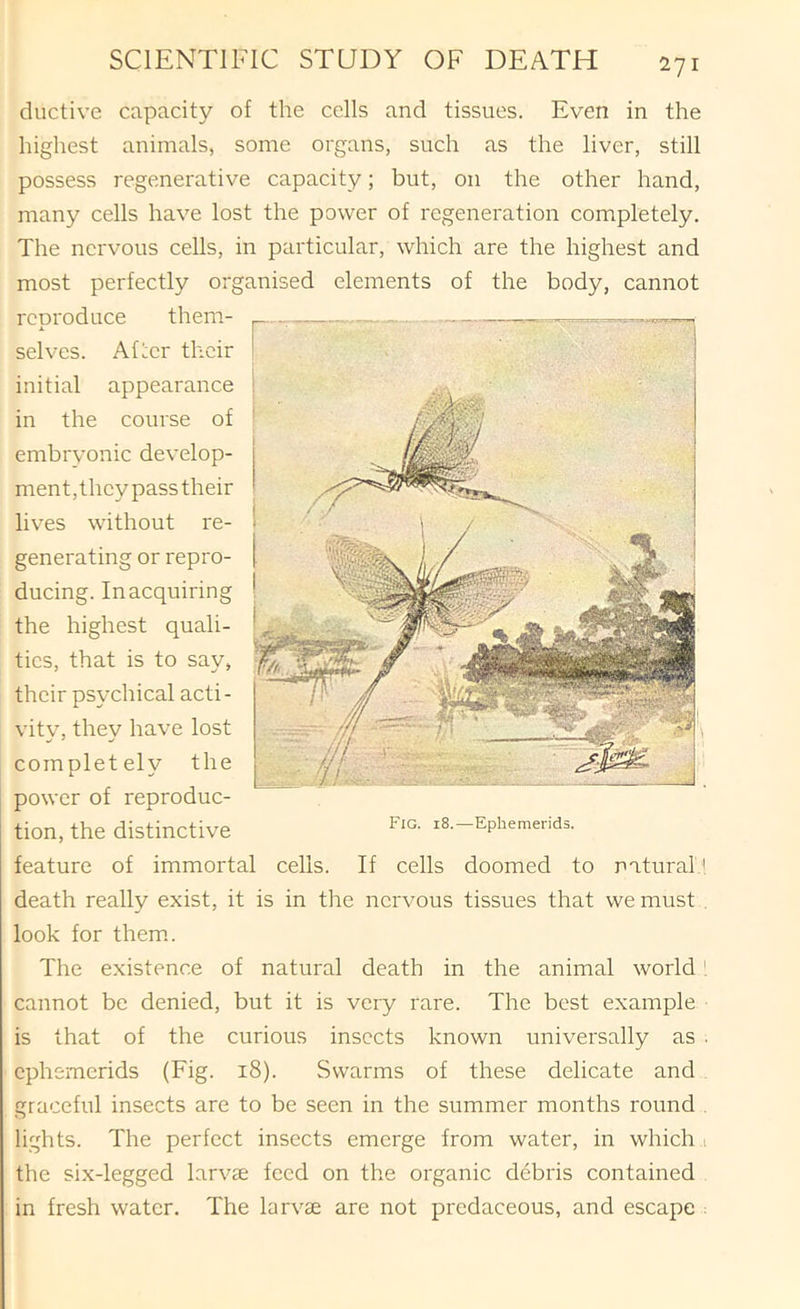 ductive capacity of the cells and tissues. Even in the highest animals, some organs, such as the liver, still possess regenerative capacity; but, on the other hand, many cells have lost the power of regeneration completely. The nervous cells, in particular, which are the highest and most perfectly organised elements of the body, cannot rcoroduce them- X selves. After their initial appearance in the course of embryonic develop- ment,they pass their lives without re- generating or repro- ducing. In acquiring the highest quali- ties, that is to say, their psychical acti- vity, they have lost completely the power of reproduc- tion, the distinctive feature of immortal cells. If cells doomed to natural' death really exist, it is in the nervous tissues that we must , look for them.. The existence of natural death in the animal world cannot be denied, but it is very rare. The best example is that of the curious insects known universally as . ephemerids (Fig. 18). Swarms of these delicate and graceful insects are to be seen in the summer months round . lights. The perfect insects emerge from water, in which .1 the six-legged larvse feed on the organic debris contained in fresh water. The larvse are not predaceous, and escape : ■ Fig. 18.—Ephemerids.