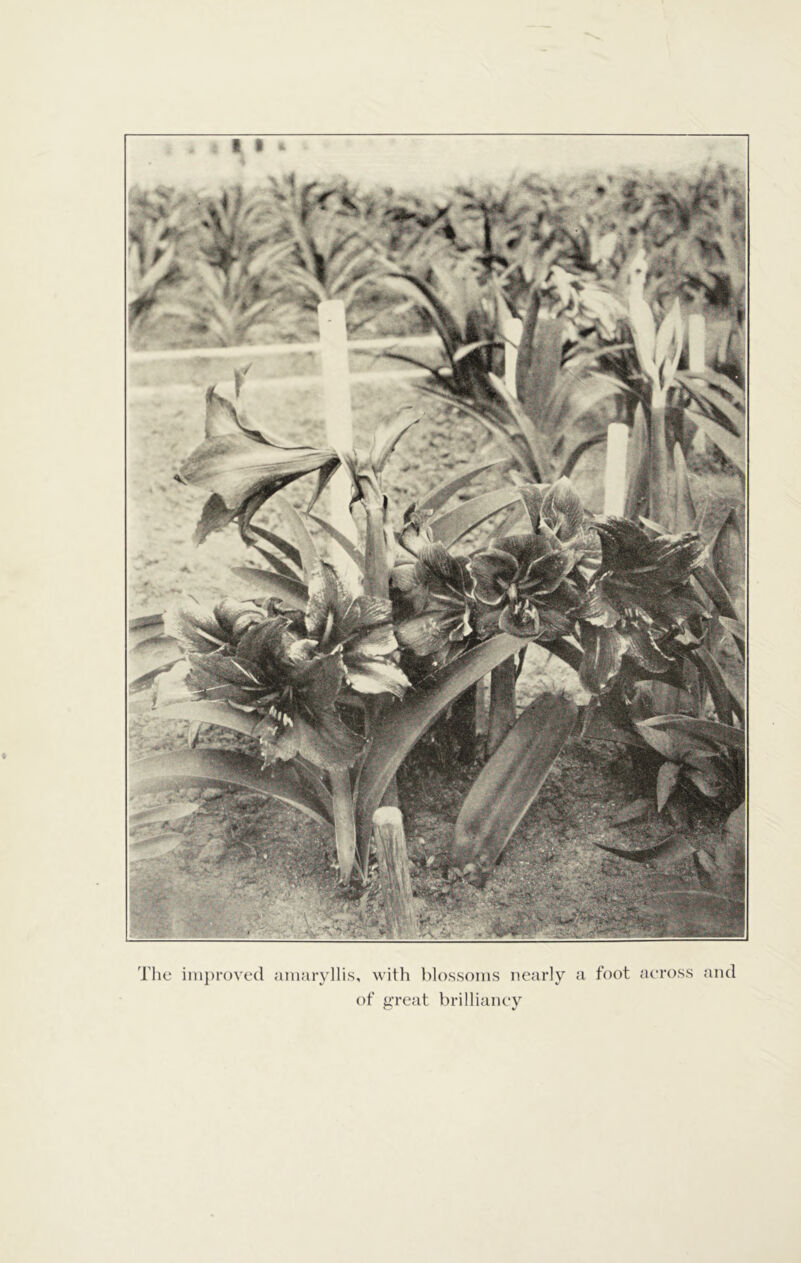 The improved amaryllis, with blossoms nearly a foot aeross and of jjreat brilliancy