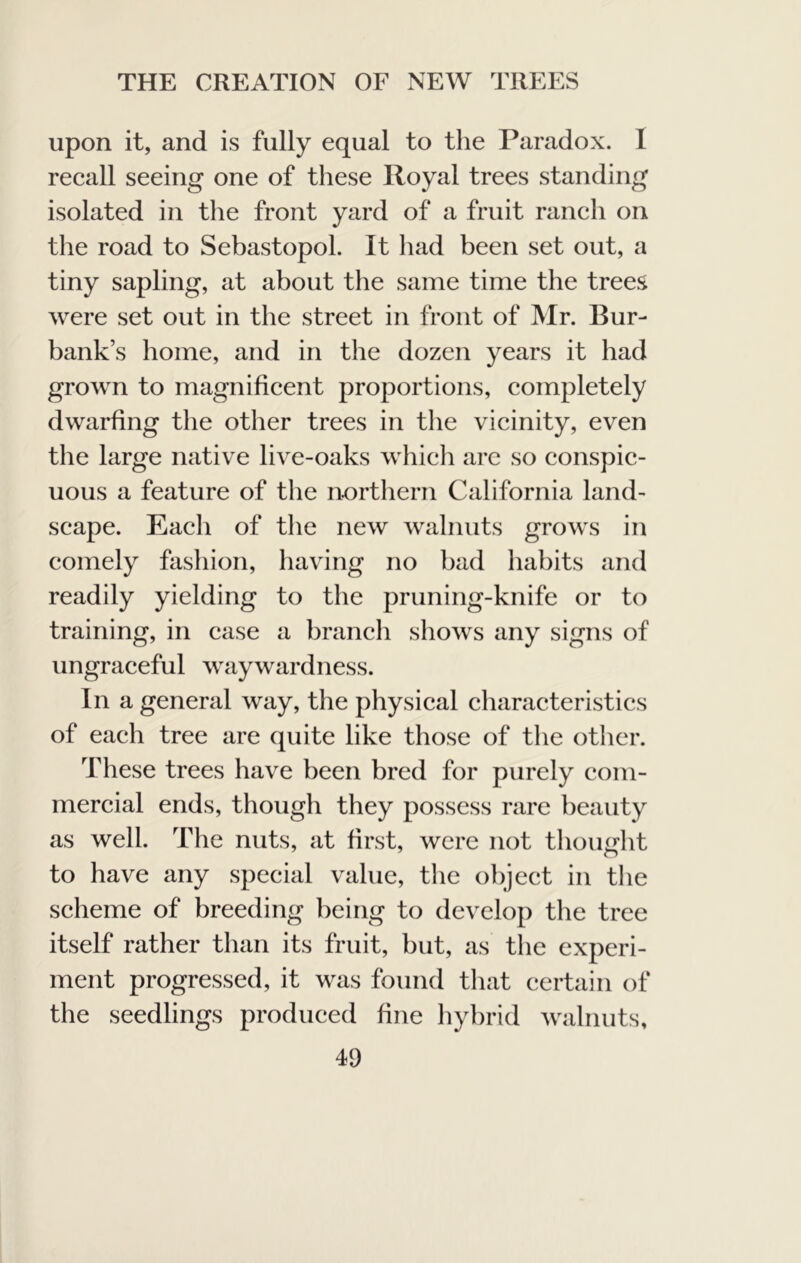 upon it, and is fully equal to the Paradox. 1 reeall seeing one of these Royal trees standing isolated in the front yard of a fruit raneh on the road to Sebastopol. It had been set out, a tiny sapling, at about the same time the trees were set out in the street in front of Mr. Bur- bank’s home, and in the dozen years it had grown to magnifieent proportions, eornpletely dwarfing the other trees in the vieinity, even the large native live-oaks whieh are so eonspie- uous a feature of the northern California land- scape. Each of the new walnuts grows in comely fashion, having no bad habits and readily yielding to the pruning-knife or to training, in case a branch shows any signs of ungraceful waywardness. In a general way, the physical characteristics of each tree are quite like those of the other. These trees have been bred for purely com- mercial ends, though they possess rare beauty as well. The nuts, at first, were not thought to have any special value, the object in the scheme of breeding being to develop the tree itself rather than its fruit, but, as the experi- ment progressed, it was found that certain of the seedlings produced fine hybrid walnuts,