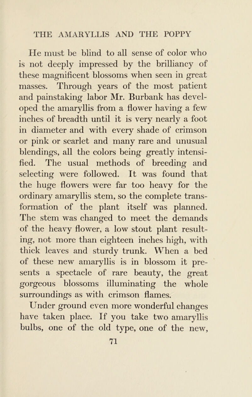 Lie must be blind to all sense of color who is not deeply impressed by the brilliancy of these magnificent blossoms when seen in great masses. Through years of the most patient and painstaking labor Mr. Burbank has devel- oped the amaryllis from a flower having a few inches of breadth until it is very nearly a foot in diameter and with every shade of crimson or pink or scarlet and many rare and unusual blendings, all the colors being greatly intensi- fied. The usual methods of breeding and selecting were followed. It was found that the huge flowers were far too heavy for the ordinary amaryllis stem, so the complete trans- formation of the plant itself was planned. The stem was changed to meet the demands of the heavy flower, a low stout plant result- ing, not more than eighteen inches high, with thick leaves and sturdy trunk. When a bed of these new amaryllis is in blossom it pre- sents a spectacle of rare beauty, the great gorgeous blossoms illuminating the whole surroundings as witli crimson flames. Under ground even more wonderful changes have taken place. If you take two amaryllis bulbs, one of the old type, one of the new,