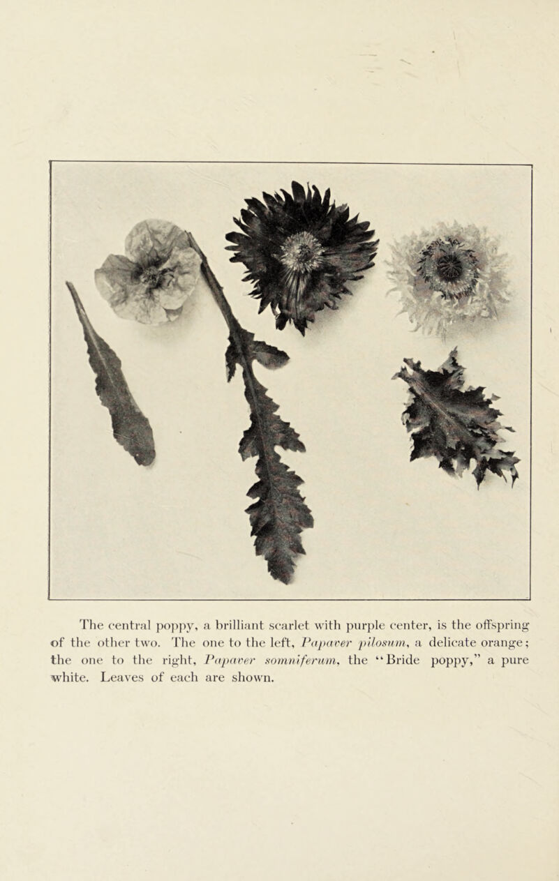 'I'he central poppy, a brilliant scarlet with purple center, is the offspring of the other two. The one to the left, Papai'er pilosnm, a delicate orange; the one to the right, Pdjxtrt'r s-omniferam. the “Bride poppy,” a pure white. Leaves of each are shown.