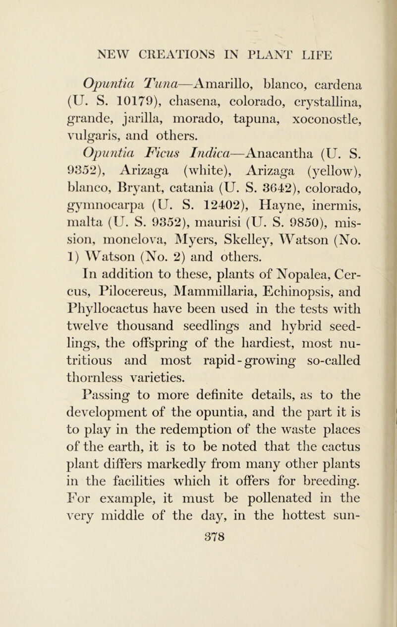 Opuntia Tuna—Amarillo, bianco, cardena (U. S. 10179), cliasena, Colorado, crystallina, grande, jarilla, morado, tapuna, xoconostle, vulgaris, and others. Opuntia Ficus Indica—Anacantha (U. S. 93.52), Arizaga (white), Arizaga (yellow), hlanco, Bryant, eatania (U. S. 3642), Colorado, gynmocarpa (U. S. 12402), Hayne, inermis, nialta (U. S. 9352), maiirisi (U. S. 9850), mis- sion, monelo\'a, Myers, Skelley, Watson (No. 1) Watson (No. 2) and others. In addition to these, plants of Nopalea, Cer- eus, Piloeereus, Mammillaria, Echinopsis, and Phylloeaetus have been used in the tests with twelve thousand seedlings and hybrid seed- lings, the offspring of the hardiest, most nu- tritious and most rapid - growing so-called thornless varieties. Passing to more definite details, as to the development of the opuntia, and the part it is to play in the redemption of the waste plaees of the earth, it is to be noted that tlie cactus plant differs markedly from many other plants in the facilities whieh it offers for breeding. For example, it must be poUenated in the very middle of the day, in the hottest sun-