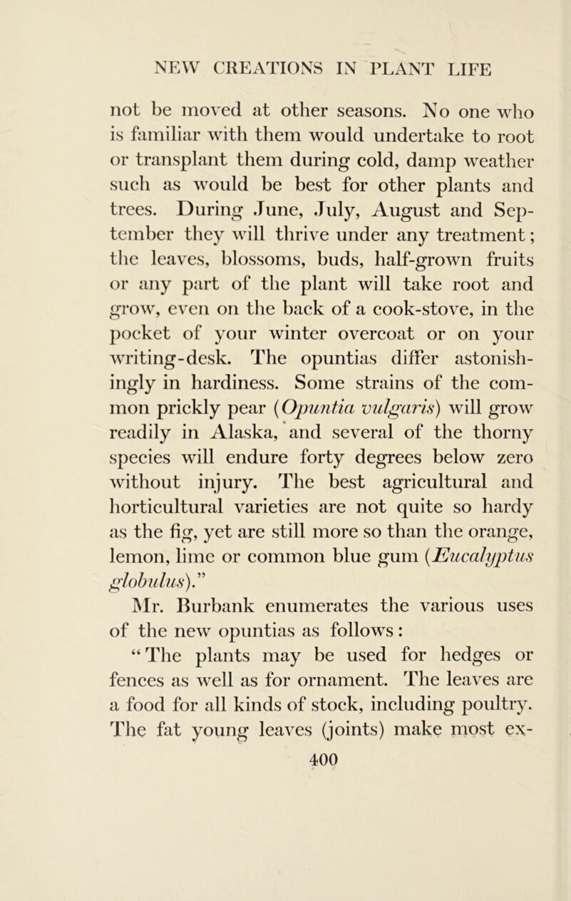 not be moved at other seasons. No one who is familiar with them would undertake to root or transplant them during cold, damp weather such as would be best for other plants and trees. During June, July, August and Sep- tember they will thrive under any treatment; the leaves, blossoms, buds, half-grown fruits or any part of the plant will take root and grow, even on the back of a cook-stove, in the pocket of your winter overcoat or on your writing-desk. The opuntias differ astonish- ingly in hardiness. Some strains of the com- mon prickly pear {Opuntia vulgaris) will grow readily in Alaska, and several of the thorny species will endure forty degrees below zero without injury. The best agricultural and horticultural varieties are not quite so hardy as the fig, yet are still more so than the orange, lemon, lime or common blue gum {Eucalyptus globulus).’' INIr. Burbank enumerates the various uses of the new opuntias as follows: “ The plants may be used for hedges or fenees as well as for ornament. The leaves are a food for all kinds of stoek, including poultry. The fat young leaves (joints) make most ex-