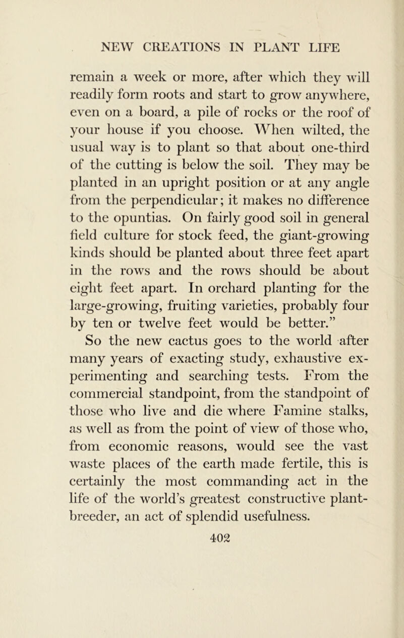remain a week or more, after which they will readily form roots and start to grow anywhere, even on a board, a pile of rocks or the roof of your house if you choose. When wilted, the usual way is to plant so that about one-third of the cutting is below the soil. They may be planted in an upright position or at any angle from the perpendicular; it makes no difference to the opuntias. On fairly good soil in general field culture for stock feed, the giant-growing kinds should be planted about three feet apart in the rows and the rows should be about eight feet apart. In orchard planting for the large-growing, fruiting varieties, probably four by ten or twelve feet would be better.” So the new cactus goes to the world after many years of exacting study, exhaustive ex- perimenting and searching tests. From the commercial standpoint, from the standpoint of those who live and die where Famine stalks, as well as from the point of view of those who, from economic reasons, would see the vast waste places of the earth made fertile, this is certainly the most commanding act in the life of the world s greatest constructive plant- breeder, an act of splendid usefulness.