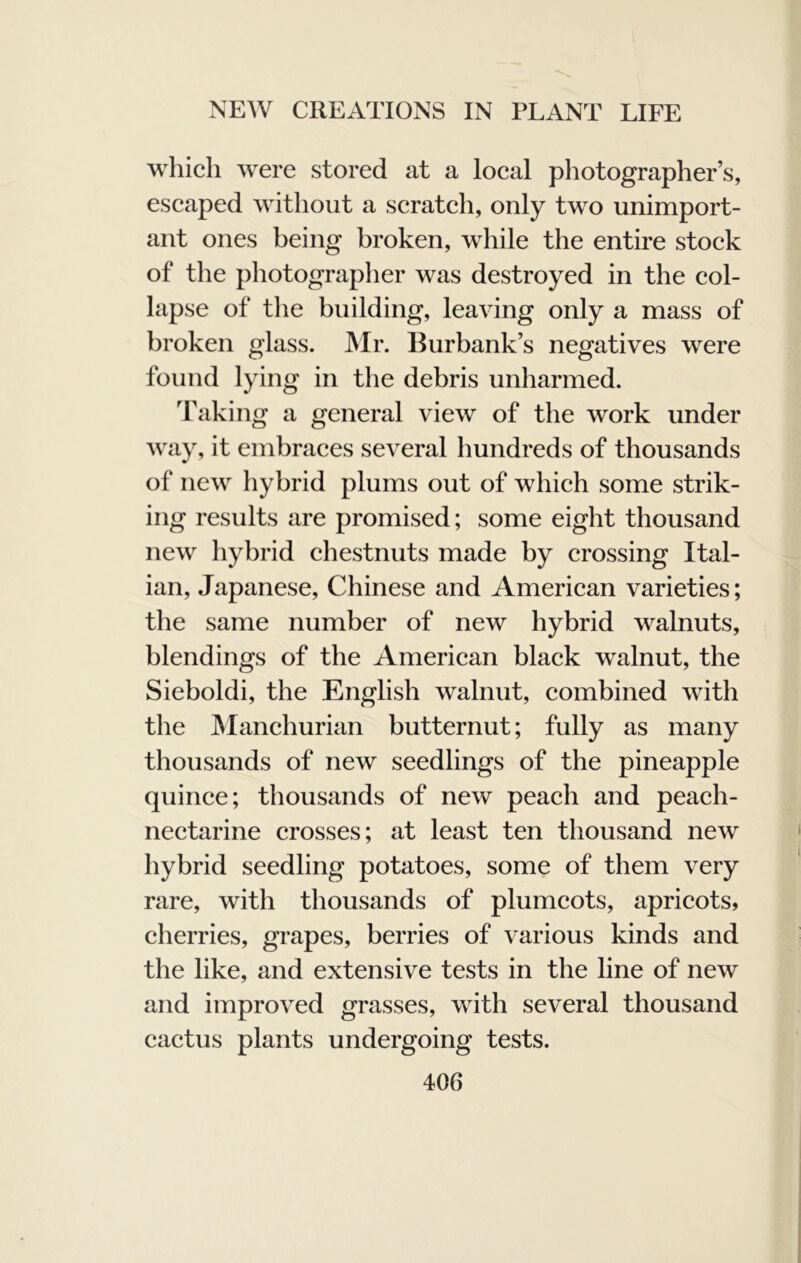 which were stored at a loeal photographer’s, escaped without a scrateh, only two unimport- ant ones being broken, while the entire stock of the photographer was destroyed in the eol- lapse of the building, leaving only a mass of broken glass. Mr. Burbank’s negatives were found lying in the debris unharmed. Taking a general view of the work under way, it embraees several hundreds of thousands of new hybrid plums out of which some strik- ing results are promised; some eight thousand new hybrid chestnuts made by crossing Ital- ian, Japanese, Chinese and American varieties; the same number of new hybrid walnuts, blendings of the Ameriean black walnut, the Sieboldi, the English walnut, eombined with the JManchurian butternut; fully as many thousands of new seedlings of the pineapple quince; thousands of new peach and peach- nectarine erosses; at least ten thousand new hybrid seedling potatoes, some of them very rare, with thousands of plumeots, aprieots, eherries, grapes, berries of various kinds and the like, and extensive tests in the line of new and improved grasses, with several thousand caetus plants undergoing tests.