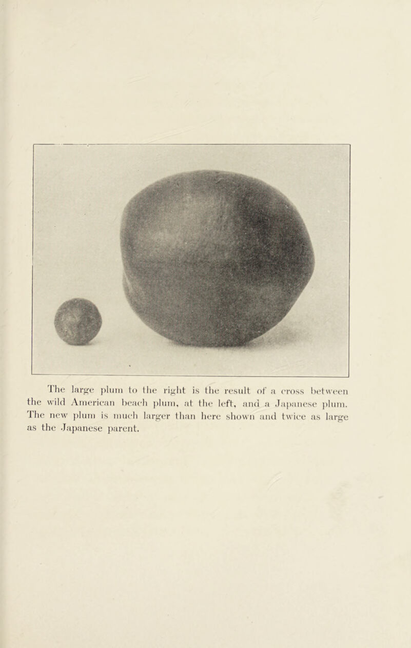 'I'he larp;e plum to the is the result of a cross between the wild American beach plum, at tlu' left, and a Japaiu'se plum. 'J he new j)hnn is much lar^vr than here shown and twice as larg'c as the Japanese parent.