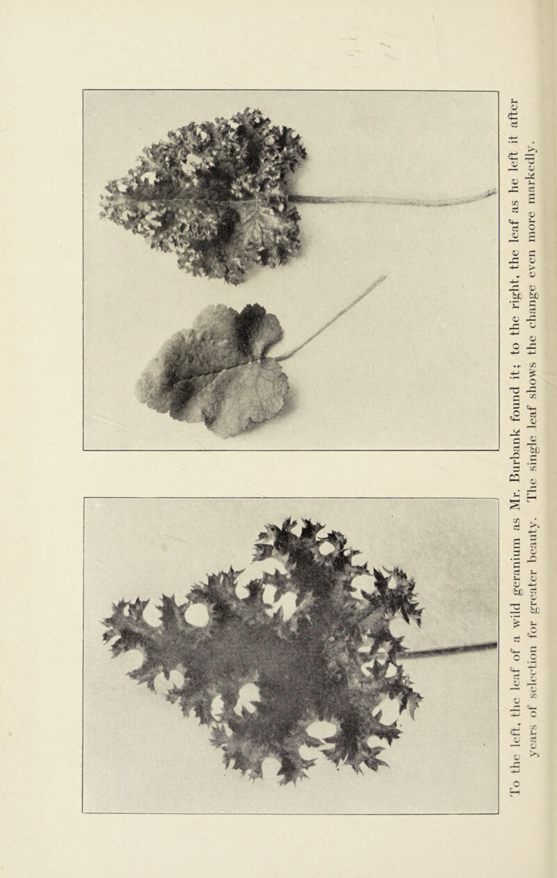 To the left, the leaf of a wild geranium as Mr. Burbank found it; to the right, the leaf as he left it after years of selection for greater beauty. The single leaf shows the change even more markedly.