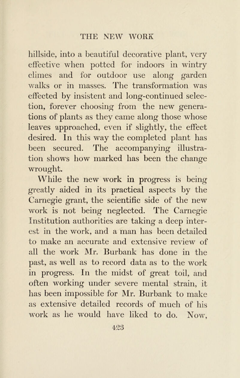hillside, into a beautiful decorative plant, very effective when potted for indoors in wintry climes and for outdoor use along garden walks or in masses. The transformation was effected by insistent and long-continued selec- tion, forever choosing from the new genera- tions of plants as they came along those whose leaves approached, even if slightly, the effect desired. In this way the completed plant has been secured. The accompanying illustra- tion shows how marked has been the change wrought. While the new work in progress is being greatly aided in its practical aspects by the Carnegie grant, the scientific side of the new work is not being neglected. The Carnegie Institution authorities are taking a deep inter- est in the work, and a man has been detailed to make an accurate and extensive review of all the work JMr. Hurbank has done in the past, as well as to record data as to the work in progress. In the midst of great toil, and often working under severe mental strain, it has been impossible for Mr. Burbank to make as extensive detailed records of much of his work as he would have liked to do. Now,