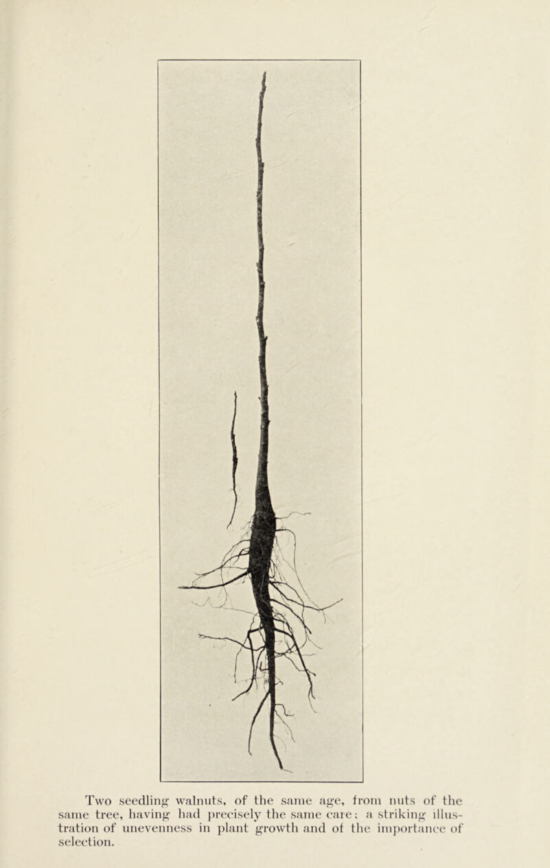 Two seedling' walnuts, of the same age, from nuts of the same tree, having had }>recisely the same eare; a striking illus- tration of unevenness in plant growth and ot the imjiortanee of seleetion.