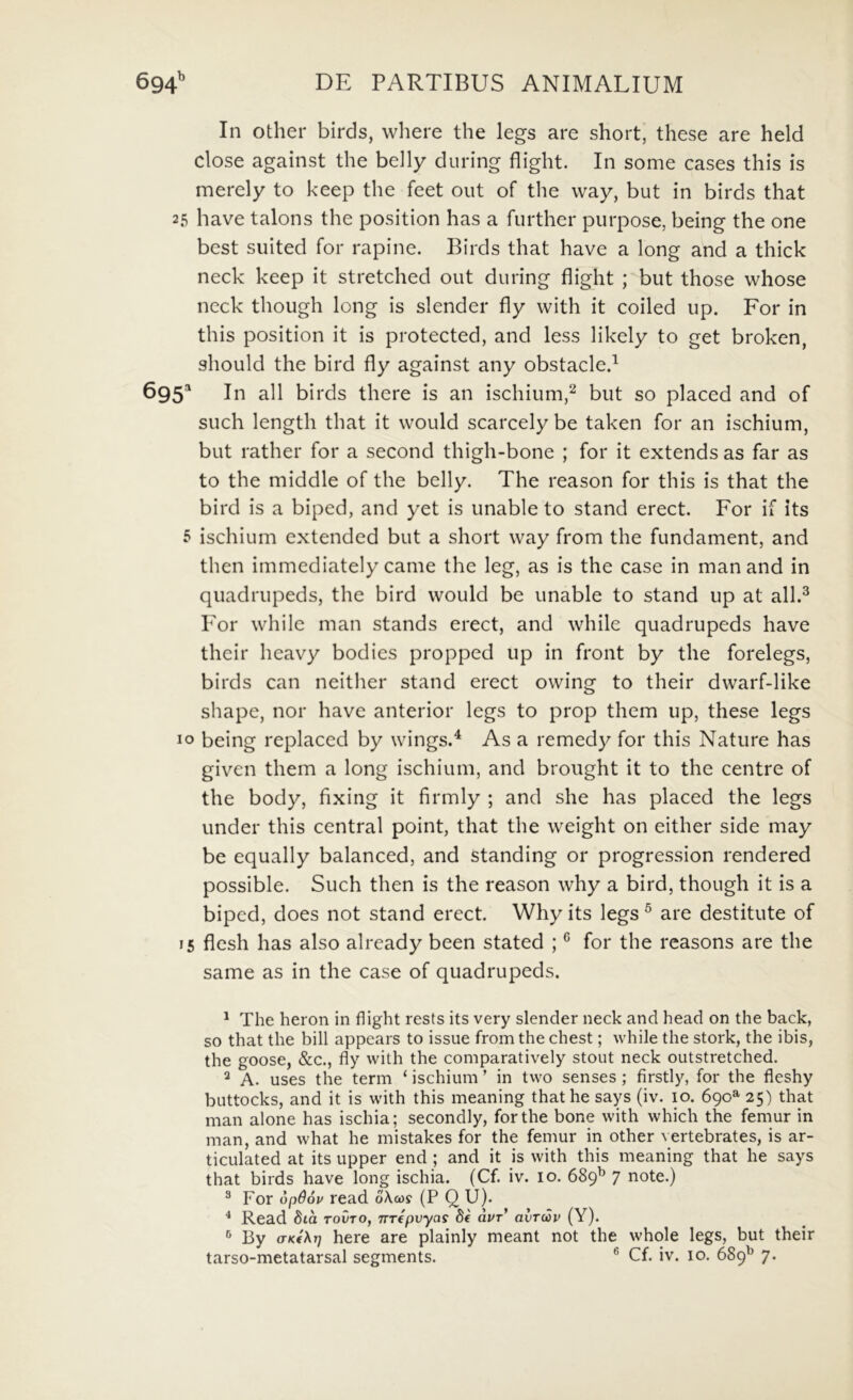 In other birds, where the legs are short, these are held dose against the belly during flight. In some cases this is merely to keep the feet oiit of the way, but in birds that 25 have talons the position has a further purpose, being the one best suited for rapine. Birds that have a long and a thick neck keep it stretched out during flight ; but those whose neck though long is slender fly with it coiled up. For in this position it is protected, and less likely to get broken, should the bird fly against any obstacle.^ 695 In ali birds there is an ischium,^ but so placed and of such length that it would scarcely be taken for an ischium, but rather for a second thigh-bone ; for it extends as far as to the middle of the belly. The reason for this is that the bird is a biped, and yet is unable to stand erect. For if its 5 ischium extended but a short way from the fundament, and then immcdiately came the leg, as is the case in man and in quadrupeds, the bird would be unable to stand up at all.^ For while man stands erect, and while quadrupeds have their heavy bodies propped up in front by the forelegs, birds can neither stand erect owing to their dwarf-like shape, nor have anterior legs to prop them up, these legs 10 being replaced by wings.^ As a remedy for this Nature has given them a long ischium, and brought it to the centre of the body, fixing it firmly ; and she has placed the legs under this Central point, that the weight on either side may be equally balanced, and standing or progression rendered possible. Such then is the reason why a bird, though it is a biped, does not stand erect. Why its legs ^ are destitute of 15 flesh has also already been stated ; ® for the reasons are the same as in the case of quadrupeds. ^ The heron in flight rests its very slender neck and head on the back, so that the bili appears to issue from the chest; while the stork, the ibis, the goose, &c., fly with the comparatively stout neck outstretched. ^ A. uses the term ‘ ischium ’ in two senses ; firstly, for the fleshy buttocks, and it is with this meaning that he says (iv. 10. 690^ 25) that man alone has ischia; secondly, for the bone with which the femur in man, and what he mistakes for the femur in other vertebrates, is ar- ticulated at its upper end ; and it is with this meaning that he says that birds have long ischia. (Cf. iv. 10. 689^ 7 note.) ^ For opOou read oXcos (P Q U). ^ Read dia tovto, nrepvyas de auT* avTiou (Y). ® By o-kAt; here are plainly meant not the whole legs, but their