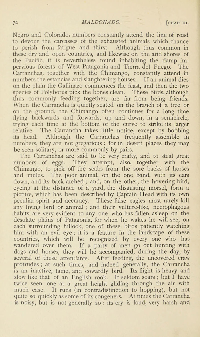 Negro and Colorado, numbers constantly attend the line of road to devour the carcasses of the exhausted animals which chance to perish from fatigue and thirst. Although thus common in these dry and open countries, and likewise on the arid shores of the Pacific, it is nevertheless found inhabiting the damp im- pervious forests of West Patagonia and Tierra del Fuego. The Carranchas, together with the Chimango, constantly attend in numbers the estancias and slaughtering-houses. If an animal dies on the plain the Gallinazo commences the feast, and then the two species of Polyborus pick the bones clean. These birds, although thus commonly feeding together, are far from being friends. When the Carrancha is quietly seated on the branch of a tree or on the ground, the Chimango often continues for a long time flying backwards and forwards, up and down, in a semicircle, trying eacli time at the bottom of the curve to strike its larger relative. The Carrancha takes little notice, except by bobbing its head. Although the Carranchas frequently assemble in numbers, they are not gregarious : for in desert places they may be seen solitary, or more commonly by pairs. 'i'he Carranchas are said to be very crafty, and to steal great numbers of eggs. They attempt, also, together with the Chimango, to pick off the scabs from the sore backs of horses and mules. The poor animal, on the one hund, with its ears down, and its back arched ; and, on the other, the hovering bird, eyeing at the distance of a yard, the disgusting morsel, form a picture, which has been described by Captain Head with its own peculiar spirit and accuracy. These false eagles most rarely kill any living bird or animal; and their vulture-like, necrophagous habits are very evident to any one who has fallen asleep on the desolate plains of Patagonia, for when he wakes he will see, on each surrounding hillock, one of these birds patiently watching him with an evil eye ; it is a feature in the landscape of these countries, which will be recognized by every one who has wandered over them. If a party of men go out hunting with dogs and horses, they vfill be accompanied, during the day, by several of these attendants. After feeding, the uncovered craw protrudes ; at such times, and indeed generally, the Carrancha is an inactive, tame, and cowardly bird. Its flight is heavy and slow like that of an English rook. It seldom soars; but I have twice seen one at a great height gliding through the air with much ease. It runs (in contradistinction to hopping), but not quite so quickly as some of its congeners. At times the Carrancha is noisy, but is not generally so : its cry is loud, very harsh and