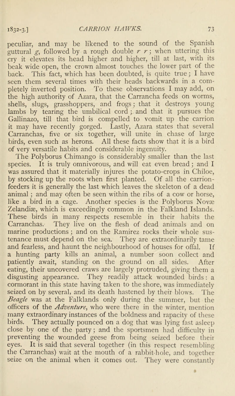 peculiar, and may be likened to the sound of the Spanish guttural followed by a rough double r r; when uttering this cry it elevates its head higher and higher, till at last, with its beak wide open, the crown almost touches the lower part of the back. This fact, which has been doubted, is quite true; I have seen them several times with their heads backwards in a com- pletely inverted position. To these observations I may add, on the high authority of Azara, that the Carrancha feeds on worms, shells, slugs, grasshoppers, and frogs; that it destroys young lambs by tearing the umbilical cord ; and that it pursues the Gallinazo, till that bird is compelled to vomit up the carrion it may have recently gorged. Lastly, Azara states that several Carranchas, five or six together, will unite in chase of large birds, even such as herons. All these facts show that it is a bird of very versatile habits and considerable ingenuity. The Polyborus Chimango is considerably smaller than the last species. It is truly omnivorous, and will eat even bread; and I was assured that it materially injures the potato-crops in Chiloe, by stocking up the roots when first planted. Of all the carrion- feeders it is generally the last which leaves the skeleton of a dead animal; and may often be seen within the ribs of a cow or horse, like a bird in a cage. Another species is the Polyborus Nova; Zelandiae, which is exceedingly common in the Falkland Islands. These birds in many respects resemble in their habits the Carranchas. They live on the flesh of dead animals and on marine productions; and on the Ramirez rocks their whole sus- tenance must depend on the sea. They are extraordinarily tame and fearless, and haunt the neighbourhood of houses for offal. If a hunting party kills an animal, a number soon collect and patiently await, standing on the ground on all sides. After eating, their uncovered craws are largely protruded, giving them a disgusting appearance. They readily attack wounded birds: a cormorant in this state having taken to the shore, was immediately seized on by several, and its death hastened by their blows. 'I'he Beagle was at the Falklands only during the summer, but the officers of the Adventure., who were there in the winter, mention many extraordinary instances of the boldness and rapacity of these birds. They actually pounced on a dog that was lying fast asleep close by one of the party; and the sportsmen had difficulty in preventing the wounded geese from being seized before their eyes. It is said that several together (in this respect resembling the Carranchas) wait at the mouth of a rabbit-hole, and together seize on the animal when it comes out. They were constantly