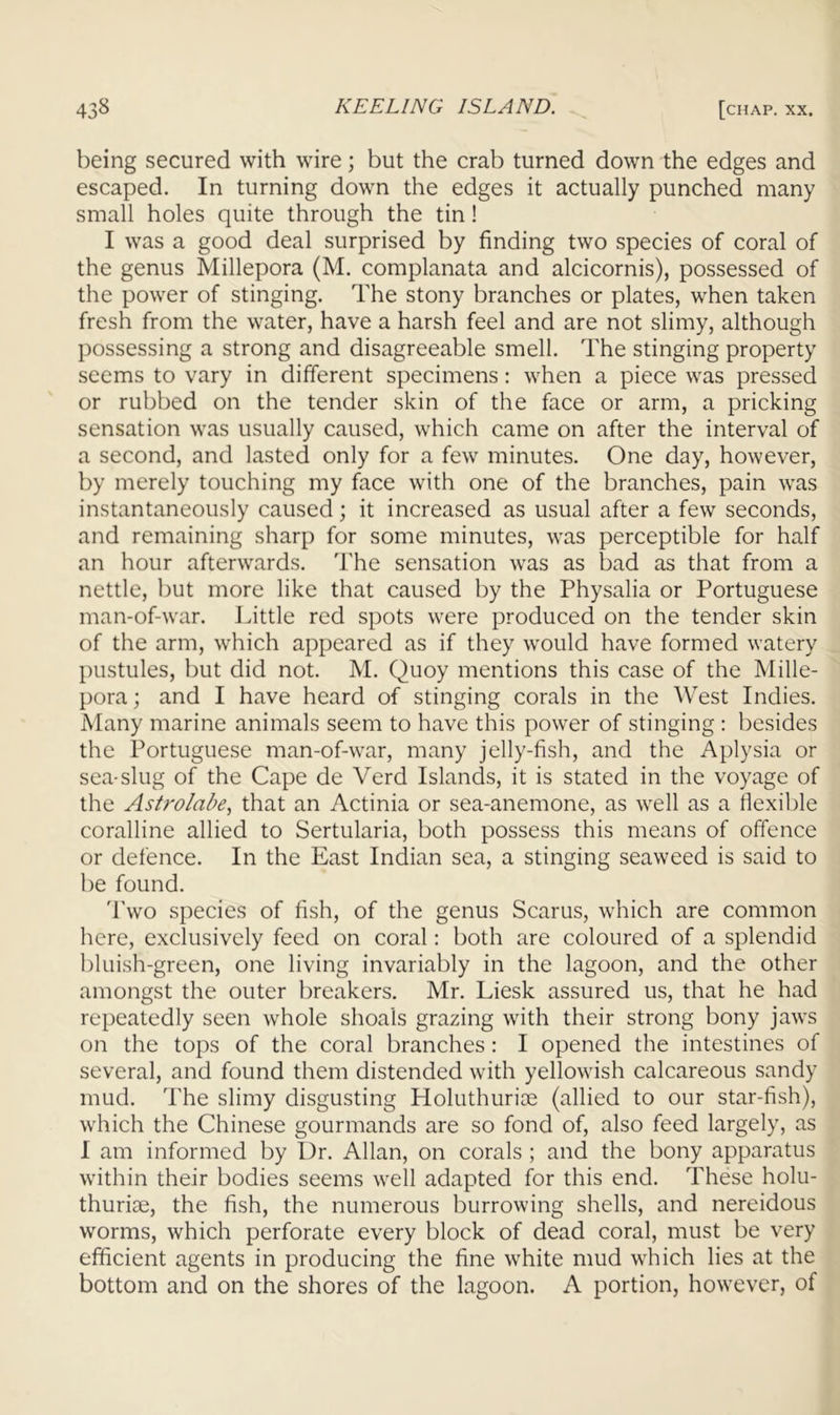being secured with wire; but the crab turned down the edges and escaped. In turning down the edges it actually punched many small holes quite through the tin! I was a good deal surprised by finding two species of coral of the genus Millepora (M. complanata and alcicornis), possessed of the power of stinging. The stony branches or plates, when taken fresh from the water, have a harsh feel and are not slimy, although possessing a strong and disagreeable smell. The stinging property seems to vary in different specimens: when a piece was pressed or rubbed on the tender skin of the face or arm, a pricking sensation was usually caused, which came on after the interval of a second, and lasted only for a few minutes. One day, however, by merely touching my face with one of the branches, pain was instantaneously caused; it increased as usual after a few seconds, and remaining sharp for some minutes, was perceptible for half an hour afterwards. The sensation was as bad as that from a nettle, but more like that caused by the Physalia or Portuguese man-of-war. Jdttle red spots were produced on the tender skin of the arm, which appeared as if they would have formed watery pustules, but did not. M. Quoy mentions this case of the Mille- pora ; and I have heard of stinging corals in the West Indies. Many marine animals seem to have this power of stinging : besides the Portuguese man-of-war, many jelly-fish, and the Aplysia or sea-slug of the Cape de Verd Islands, it is stated in the voyage of the Astrolabe, that an Actinia or sea-anemone, as well as a flexible coralline allied to Sertularia, both possess this means of offence or defence. In the East Indian sea, a stinging seaweed is said to be found. 'I’wo species of fish, of the genus Scarus, which are common here, exclusively feed on coral: both are coloured of a splendid bluish-green, one living invariably in the lagoon, and the other amongst the outer breakers. Mr. Liesk assured us, that he had repeatedly seen whole shoals grazing with their strong bony jaws on the tops of the coral branches: I opened the intestines of several, and found them distended with yellowish calcareous sandy mud. The slimy disgusting Holuthurioe (allied to our star-fish), which the Chinese gourmands are so fond of, also feed largely, as I am informed by Dr. Allan, on corals ; and the bony apparatus within their bodies seems well adapted for this end. These holu- thuriae, the fish, the numerous burrowing shells, and nereidous worms, which perforate every block of dead coral, must be very efficient agents in producing the fine white mud which lies at the bottom and on the shores of the lagoon. A portion, however, of