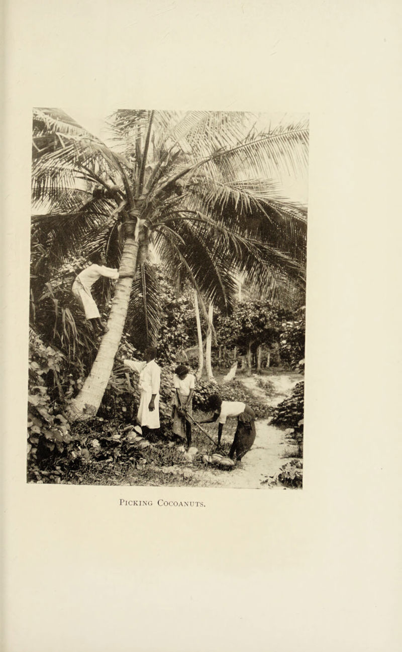 Picking Cocoanuts