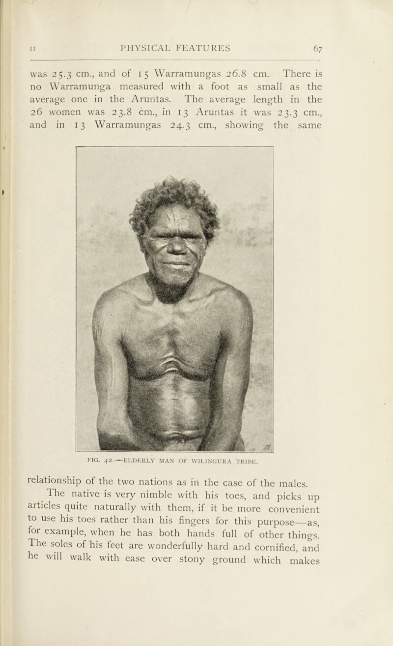 was 25.3 cm., and of 15 Warramungas 26.8 cm. There is no Warramunga measured with a foot as small as the average one in the Aruntas. The average length in the 26 women was 23.8 cm., in 13 Aruntas it was 23.3 cm., and in 13 Warramungas 24.3 cm., showing the same FIG. 42.---ELDERLY MAN OF WIL1NGURA TRIBE. relationship of the two nations as in the case of the males. The native is very nimble with his toes, and picks up articles quite naturally with them, if it be more convenient to use his toes rather than his fingers for this purpose as, for example, when he has both hands full of other things. The soles of his feet are wonderfully hard and cornified, and he will walk with ease over stony ground which makes