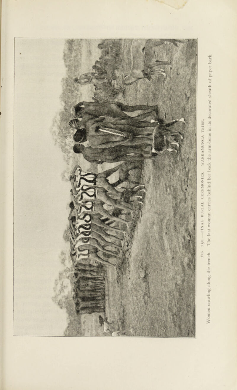 I- ICI. 150.—FINAL BURIAL ( KKKMONIKS. VVAKkAMUNGA TKIKK. Women crawling along the trench. The last woman carries behind her back the arm-bone in its decorated sheath of paper bark.