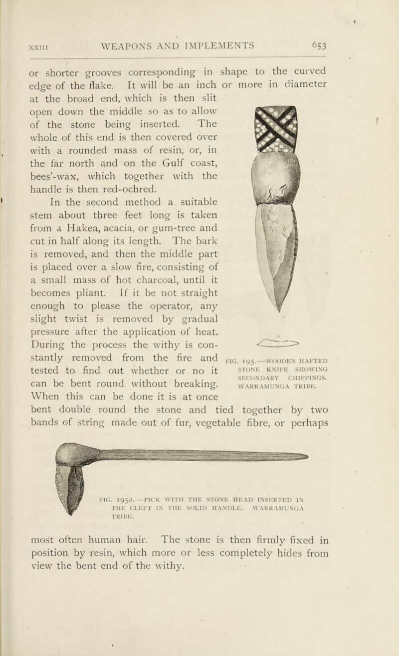 or shorter grooves corresponding in shape to the curved edge of the flake. It will be an inch or more in diameter at the broad end, which is then slit open down the middle so as to allow of the stone being inserted. The whole of this end is then covered over with a rounded mass of resin, or, in the far north and on the Gulf coast, bees’-wax, which together with the handle is then red-ochred. In the second method a suitable stem about three feet long is taken from a Hakea, acacia, or gum-tree and cut in half along its length. The bark is removed, and then the middle part is placed over a slow fire, consisting of a small mass of hot charcoal, until it becomes pliant. if it be not straight enough to please the operator, any slight twist is removed by gradual pressure after the application of heat. During the process the withy is con- stantly removed from the fire and tested to find out whether or no it can be bent round without breaking. When this can be done it is at once bent double round the stone and tied together by two bands of string made out of fur, vegetable fibre, or perhaps KIG. 195.—WOODEN HAKTED STONE KNIFE SHOWING SECONDARY CHIRPINGS. WAKKAMUNGA TRIBE. most often human hair. The stone is then firmly fixed in position by resin, which more or less completely hides from view the bent end of the withy.