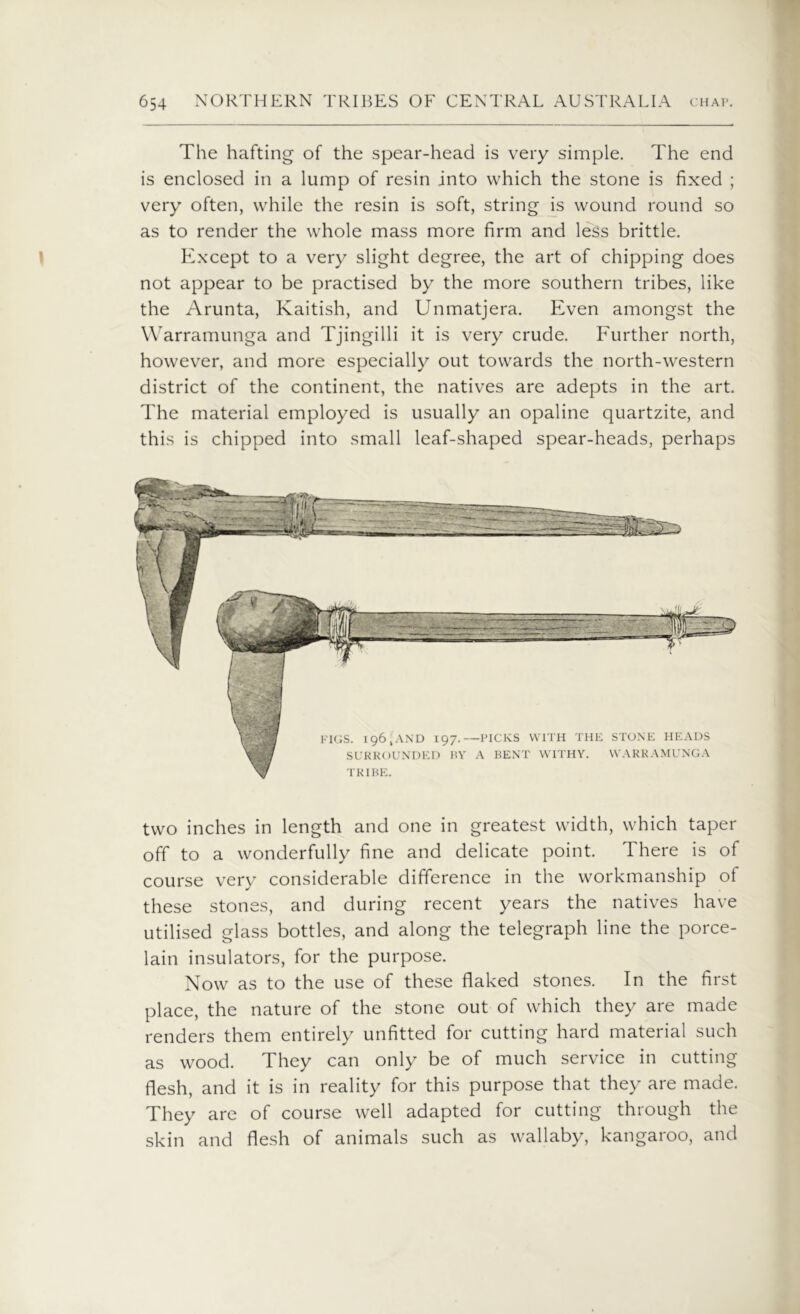 The hafting of the spear-head is very simple. The end is enclosed in a lump of resin into which the stone is fixed ; very often, while the resin is soft, string is wound round so as to render the whole mass more firm and less brittle. Except to a very slight degree, the art of chipping does not appear to be practised by the more southern tribes, like the Arunta, Kaitish, and Unmatjera. Even amongst the Warramunga and Tjingilli it is very crude. Further north, however, and more especially out towards the north-western district of the continent, the natives are adepts in the art. The material employed is usually an opaline quartzite, and this is chipped into small leaf-shaped spear-heads, perhaps two inches in length and one in greatest width, which taper off to a wonderfully fine and delicate point. There is of course very considerable difference in the workmanship of these stones, and during recent years the natives have utilised glass bottles, and along the telegraph line the porce- lain insulators, for the purpose. Now as to the use of these flaked stones. In the first place, the nature of the stone out of which they are made renders them entirely unfitted for cutting hard material such as wood. They can only be of much service in cutting flesh, and it is in reality for this purpose that they are made. They are of course well adapted for cutting through the skin and flesh of animals such as wallaby, kangaroo, and